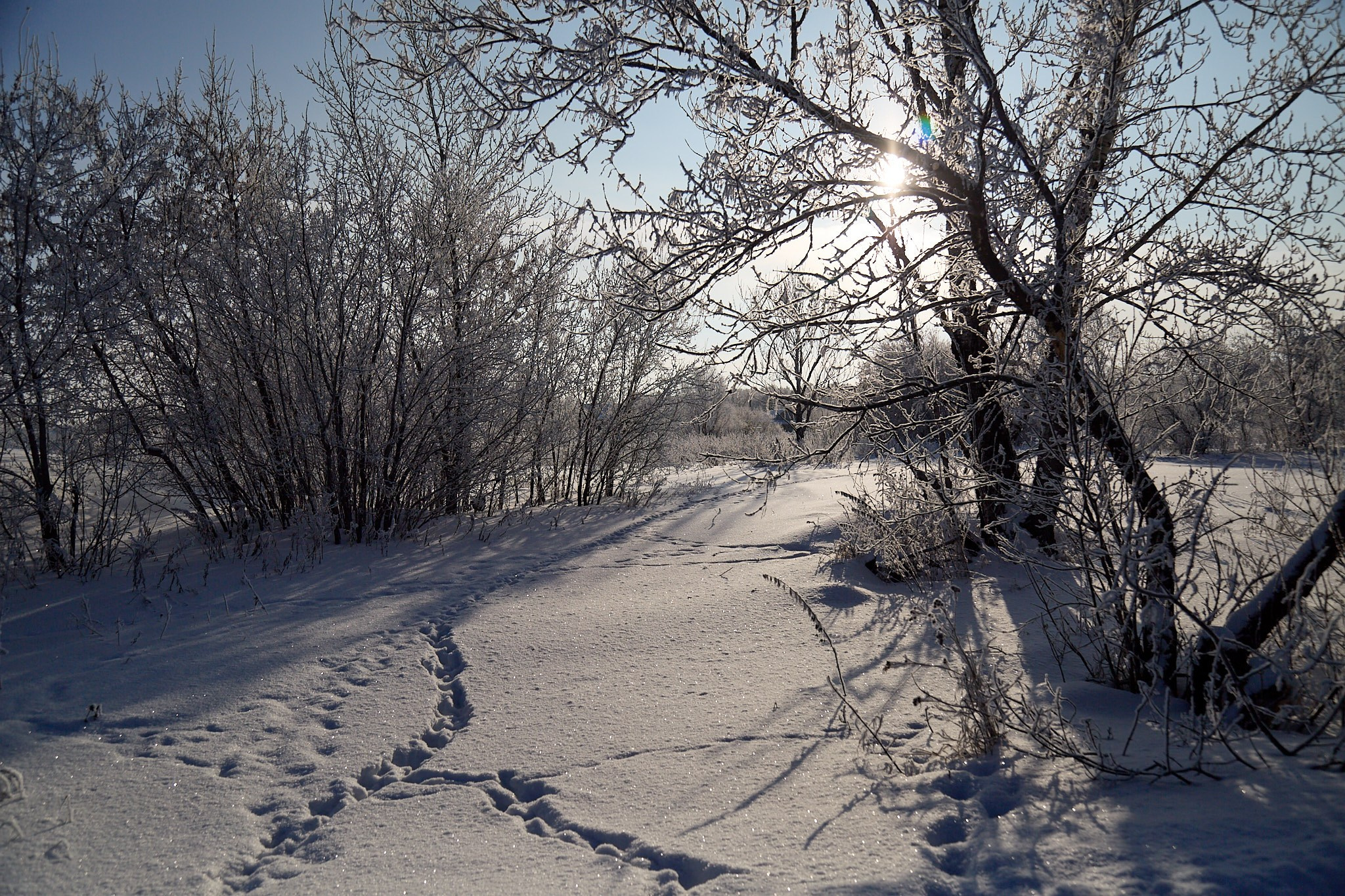 Предновогодняя сказка. Фотограф Омск | Александр Вандеров