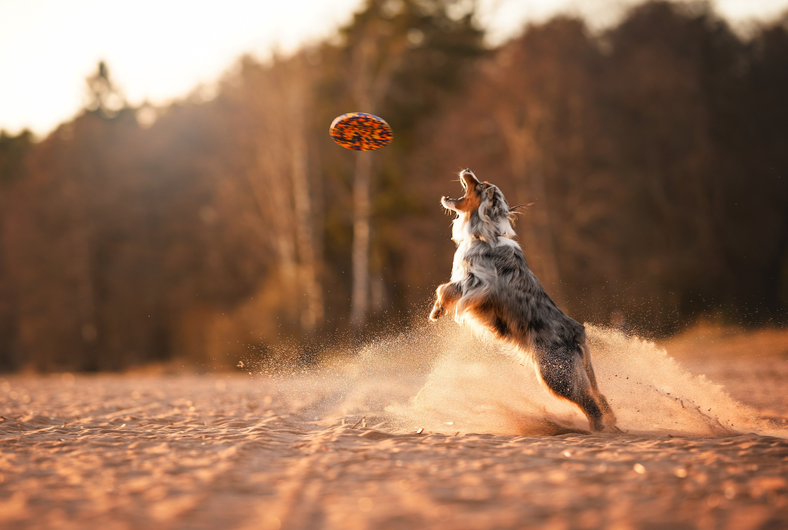 Алиса и Джокер. Фотограф-анималист в Санкт-Петербурге Яна Мартынова