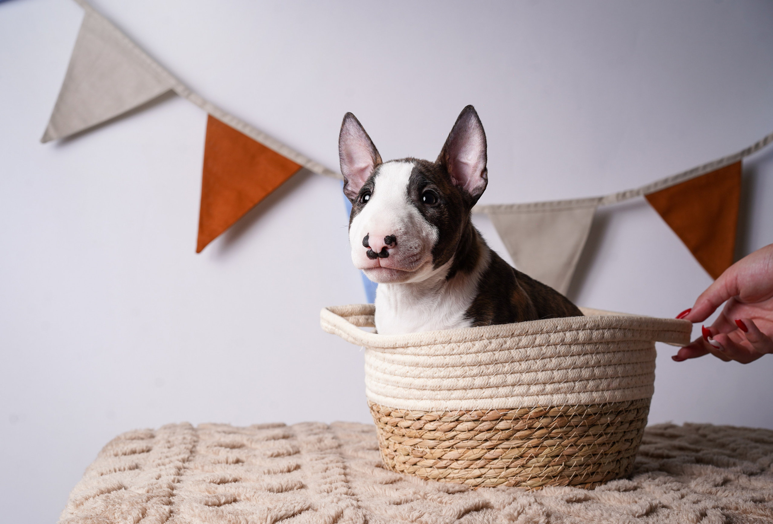 Щенки минибультерьера. Фотограф-анималист в Санкт-Петербурге Яна Мартынова