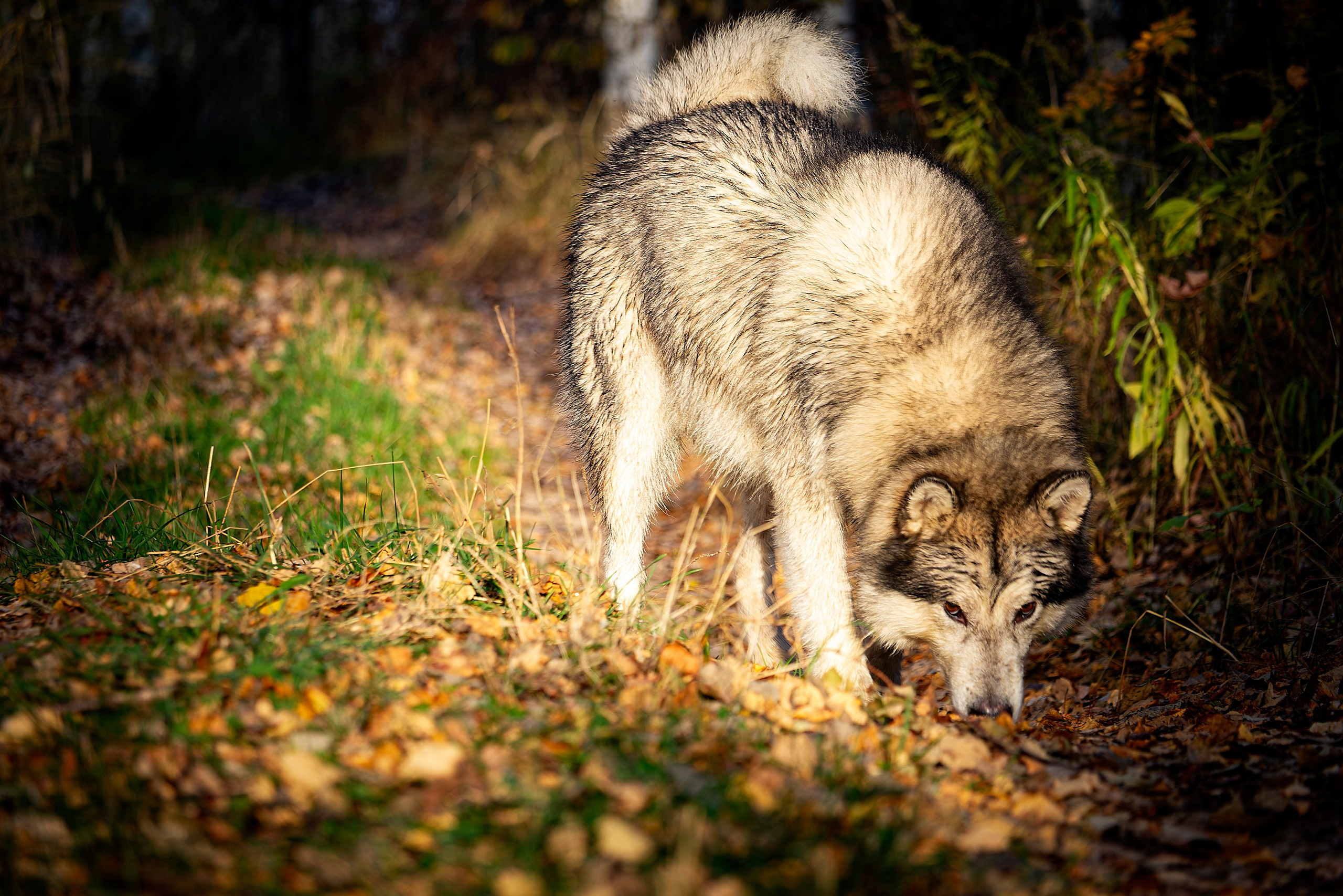 Мои маламуты.Тесей. Лев Постнов.Фотограф. Нижний Новгород