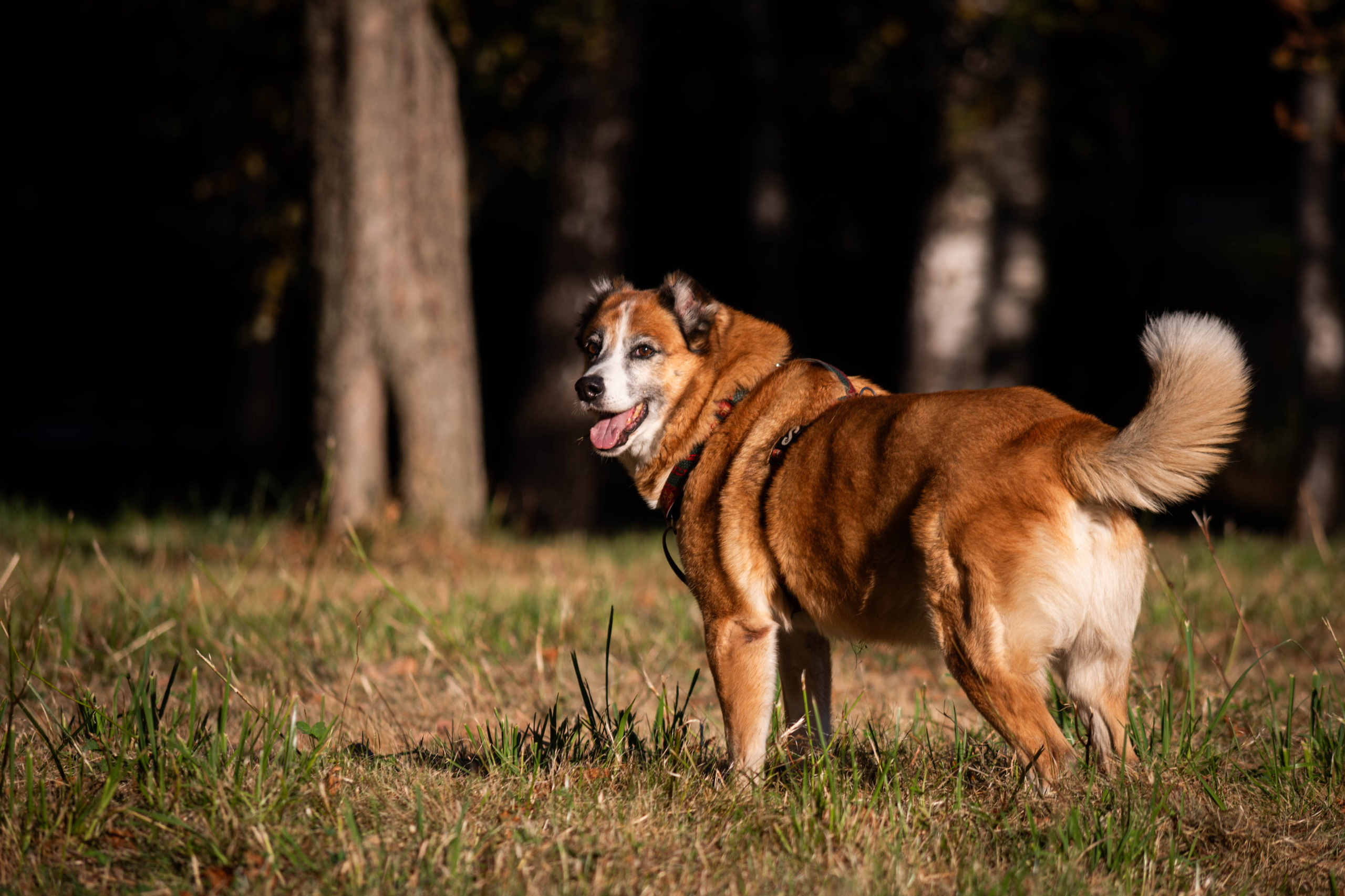 Ник и Полина. Фотограф Светлана Блинова, Москва и Московская область