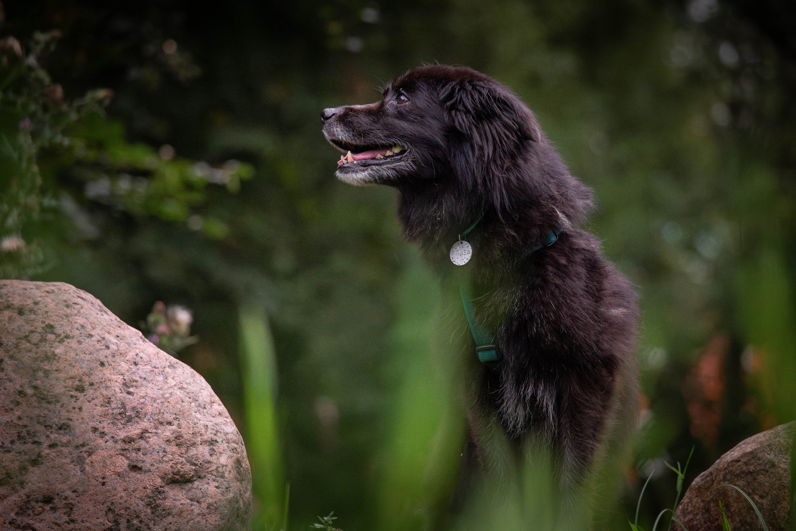 Альба и Даша. Фотограф Светлана Блинова, Москва и Московская область