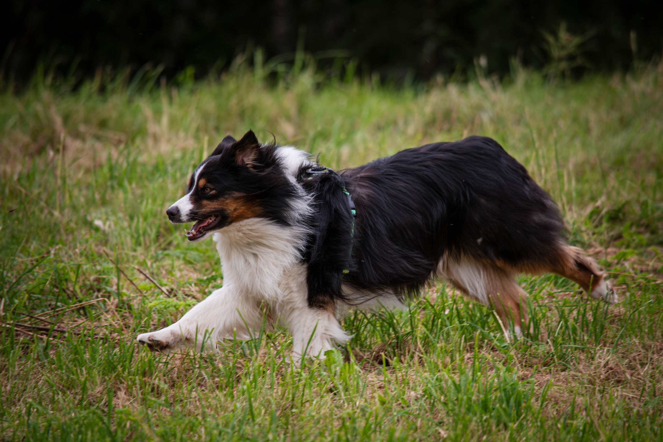 Прогулка в парке Митино. Фотограф Светлана Блинова, Москва и Московская область