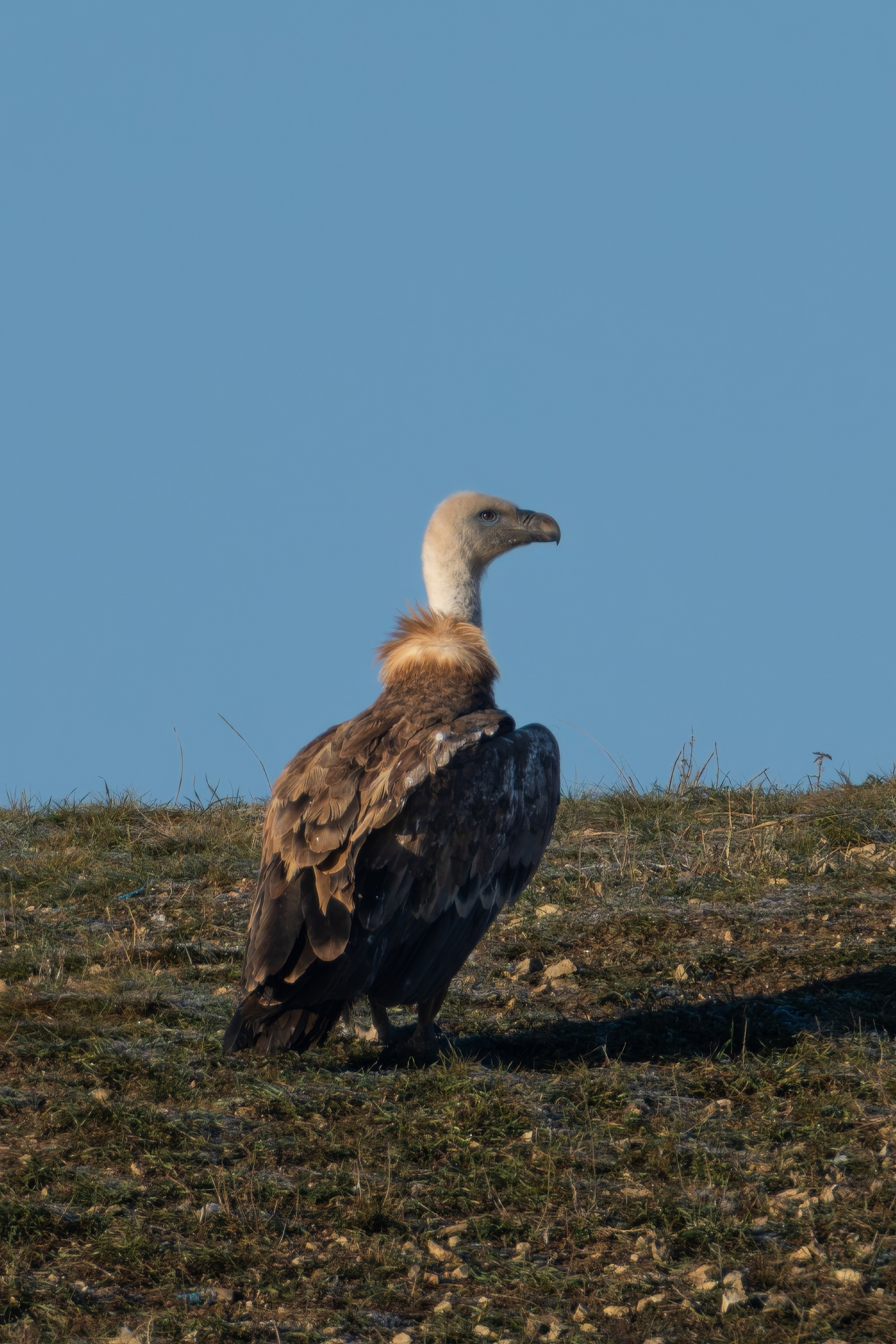 Белоголовый сип