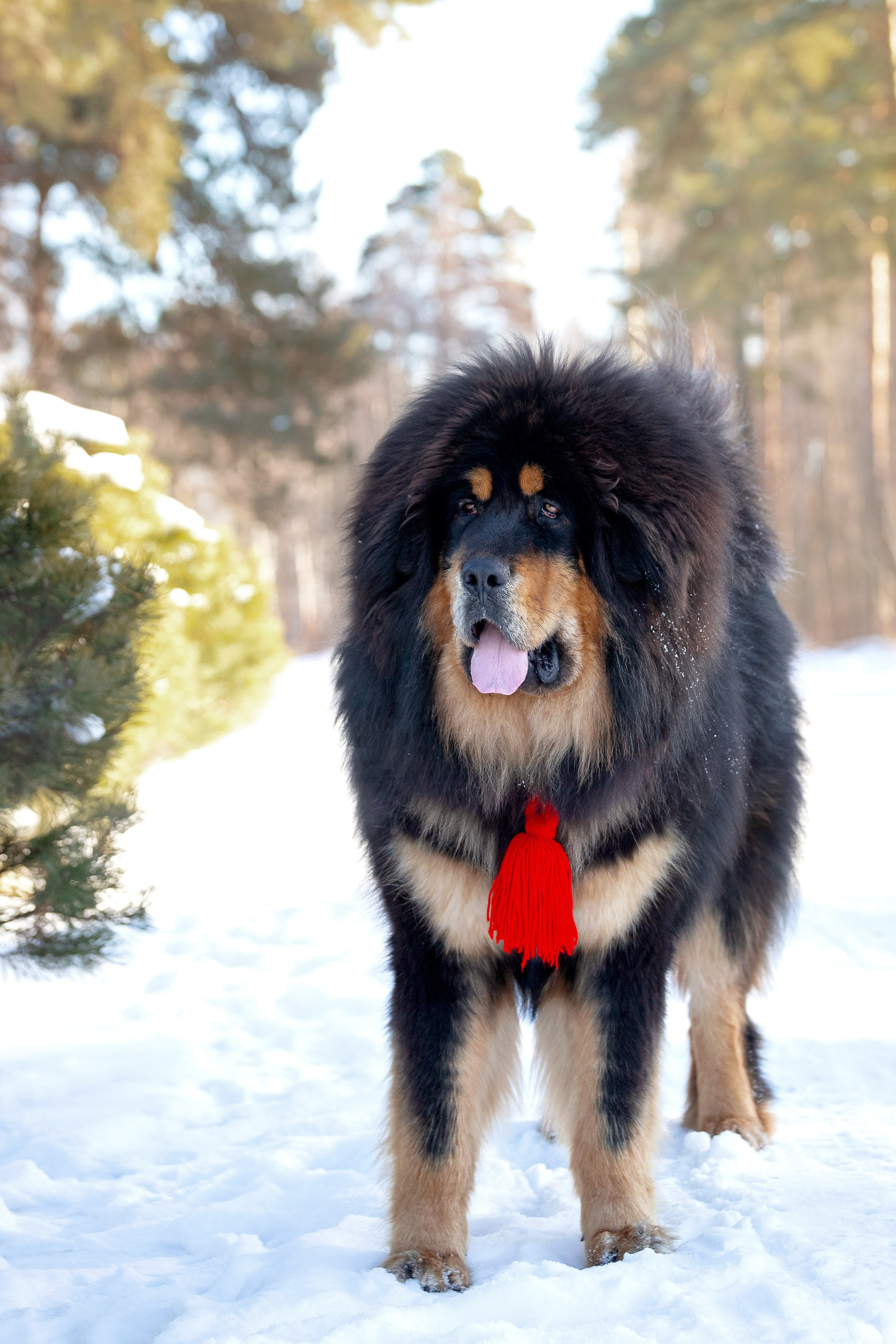 Самбу. Юлия Микульская. Рыбинск