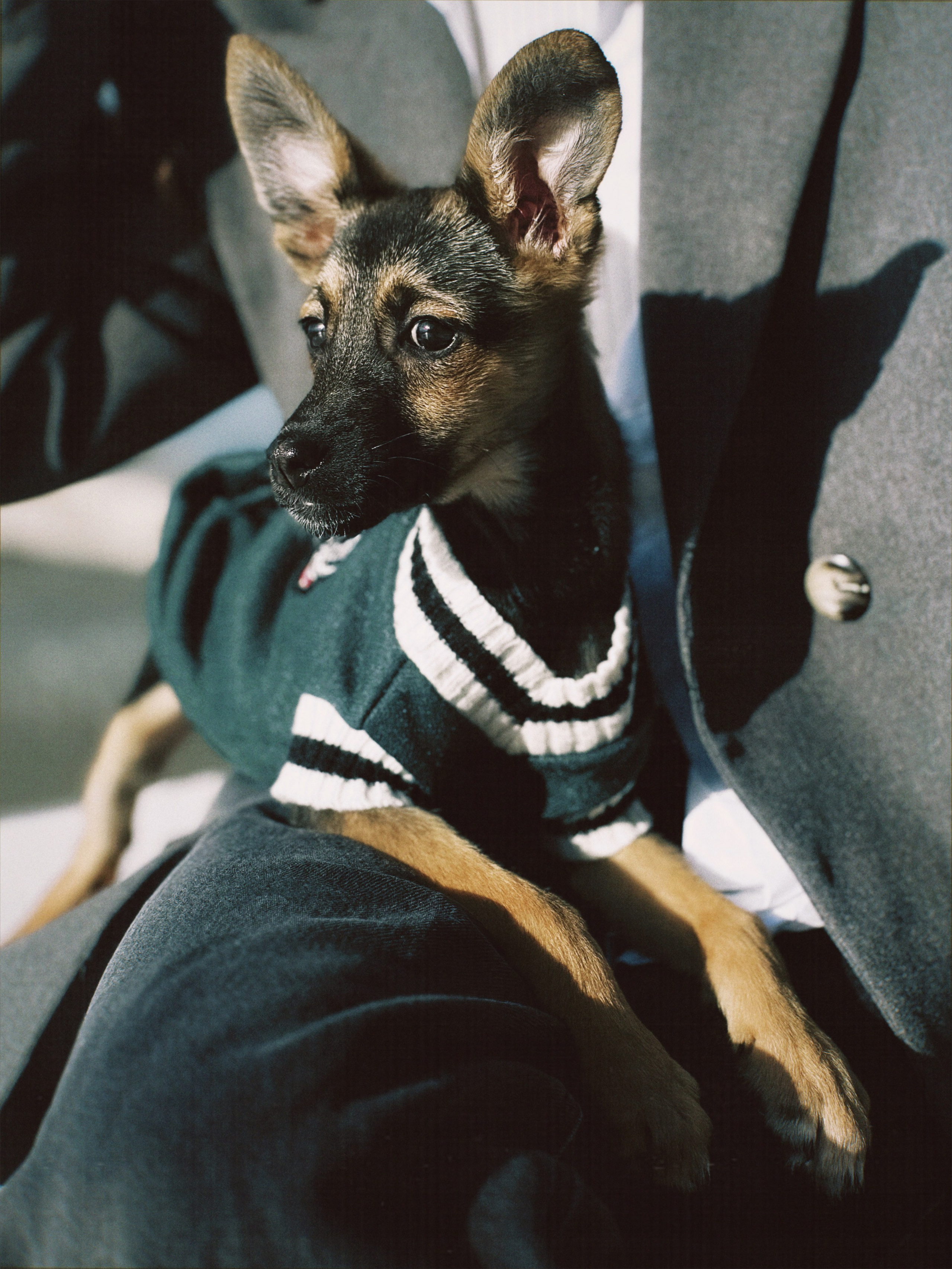 Дама с собачкой. Чувственный мобильный фотограф в Казани и Сочи Дьяченко Дарья