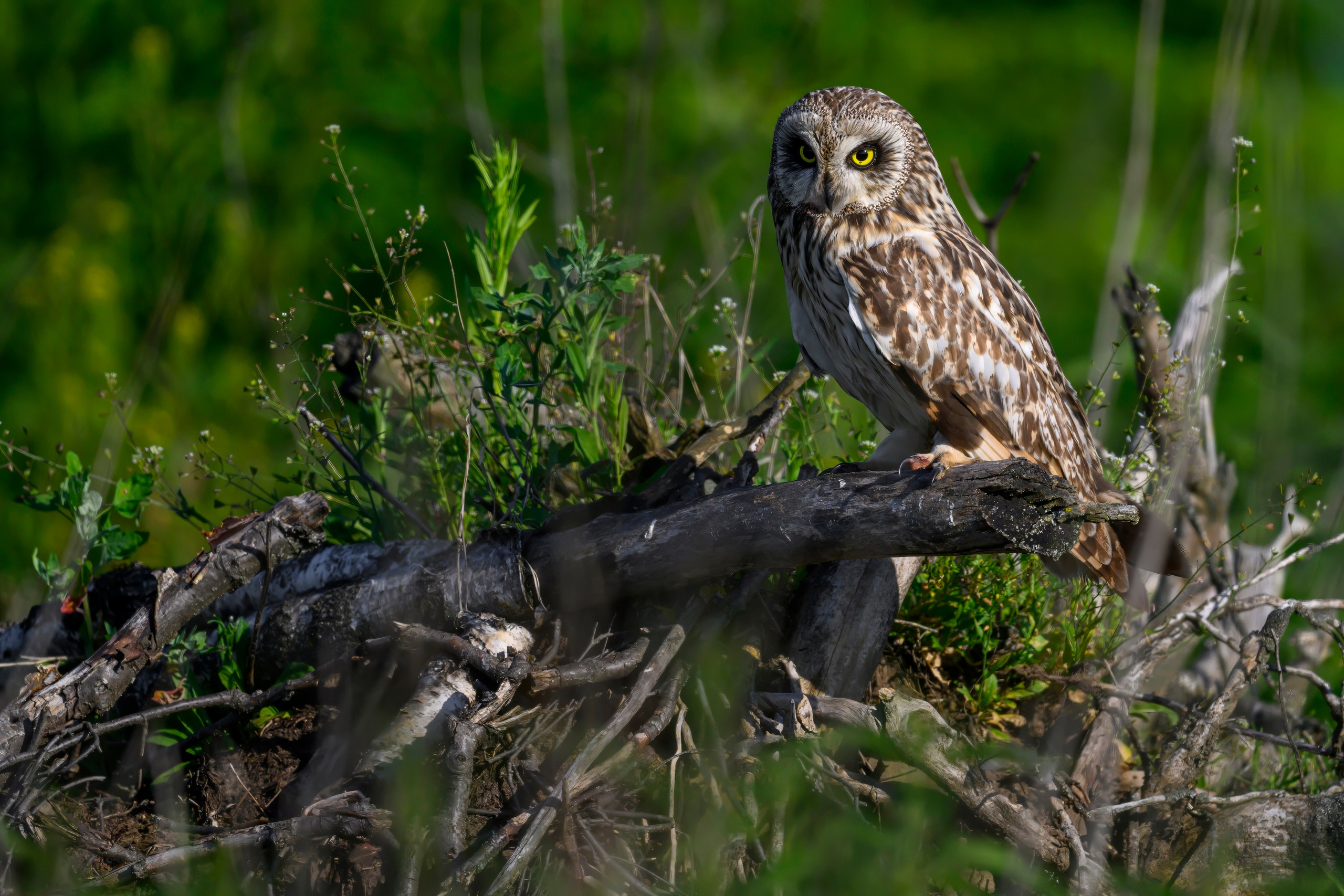Совы и веретенники. Фотограф Сергей Пупонин