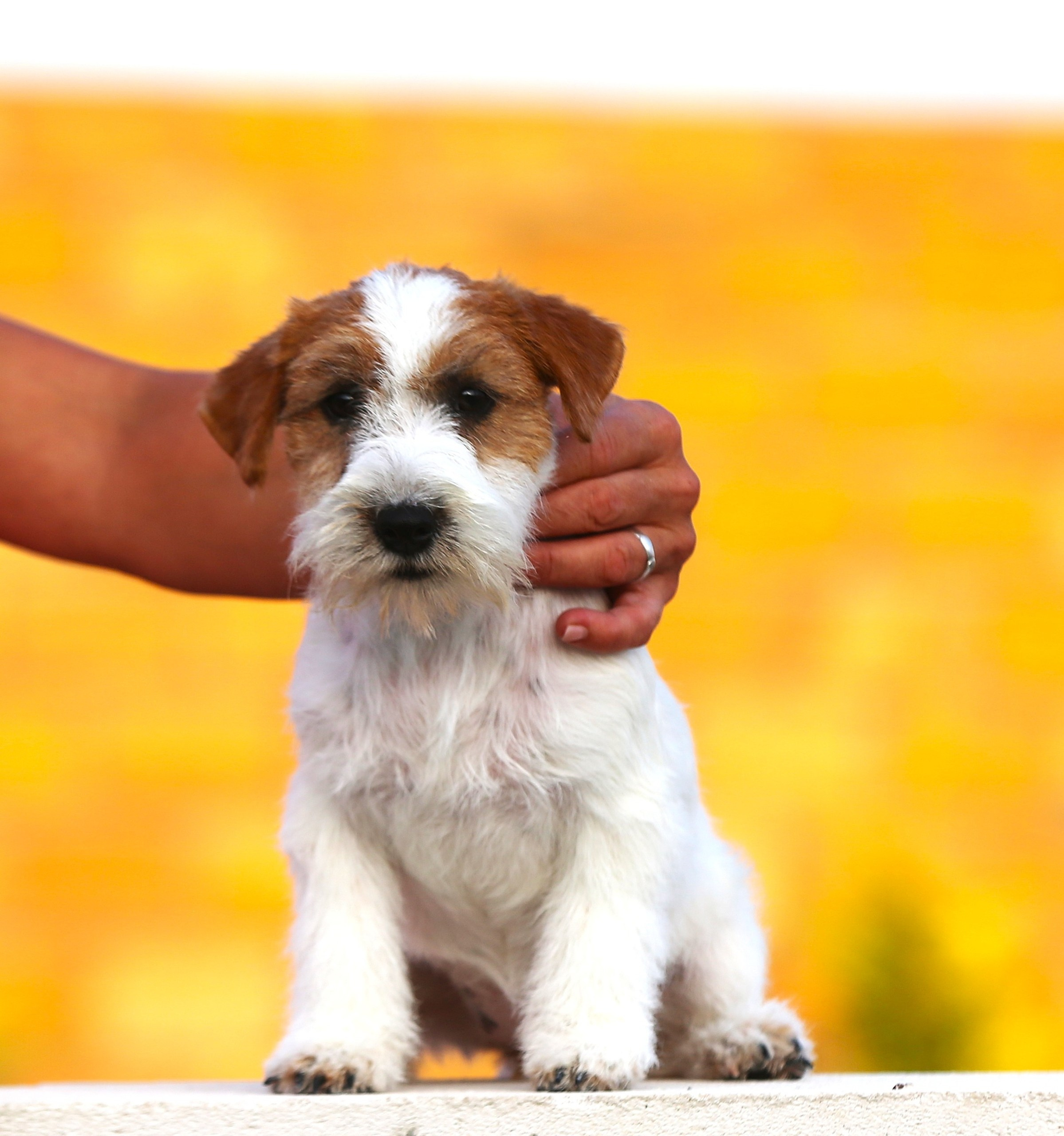 LOVELY ORANGE PICABU. Lovely-Orange питомник джек рассел терьеров
