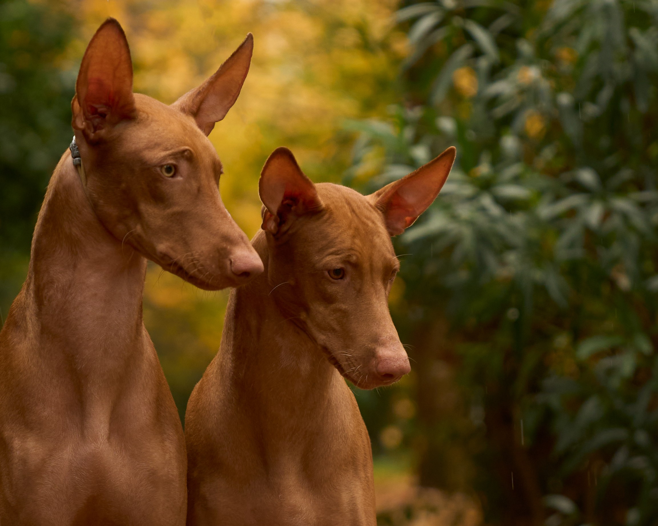 Животные отдельно
