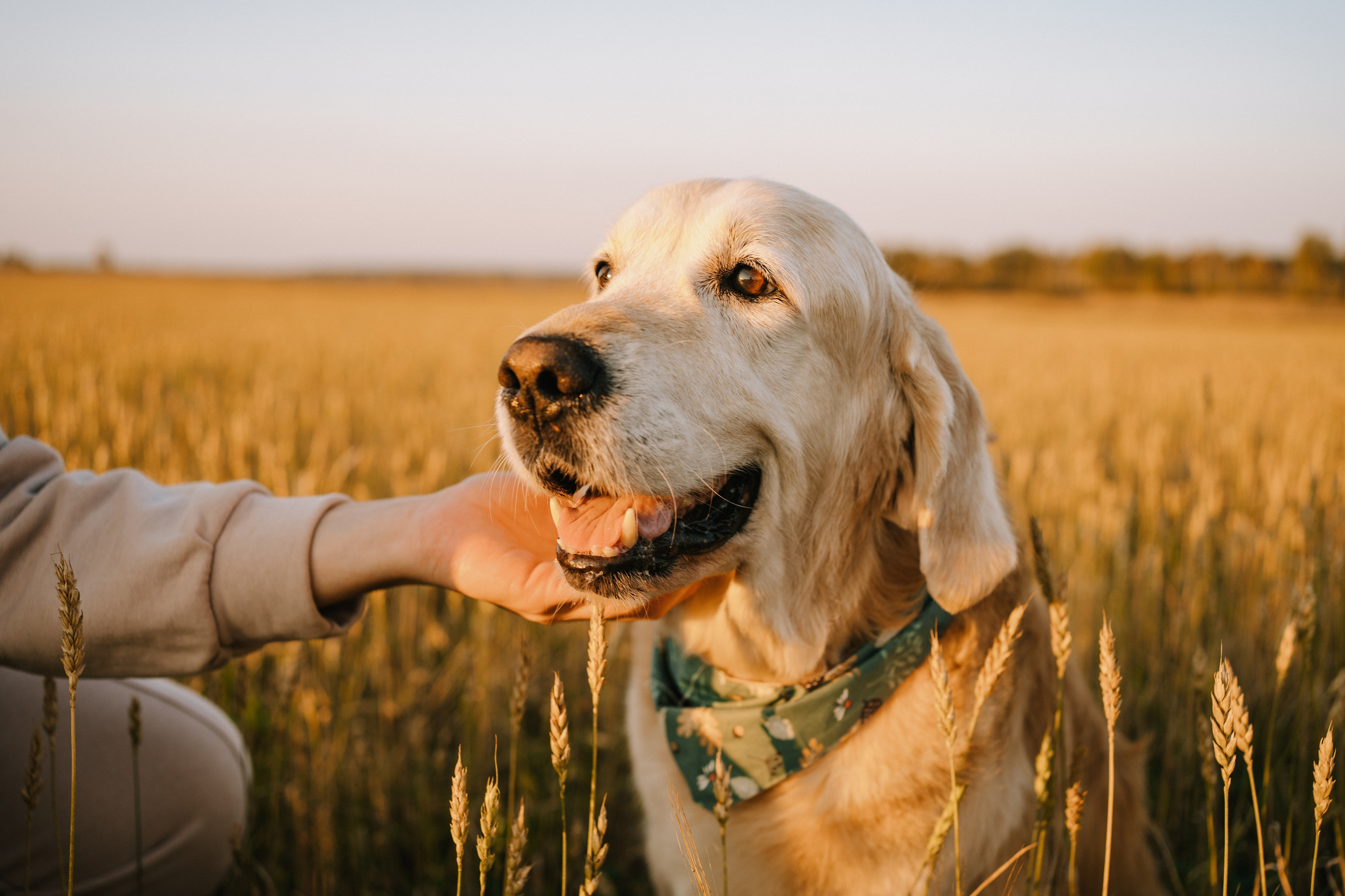 Дарья, Люба и Ред. Фотограф-анималист Анастасия Большакова