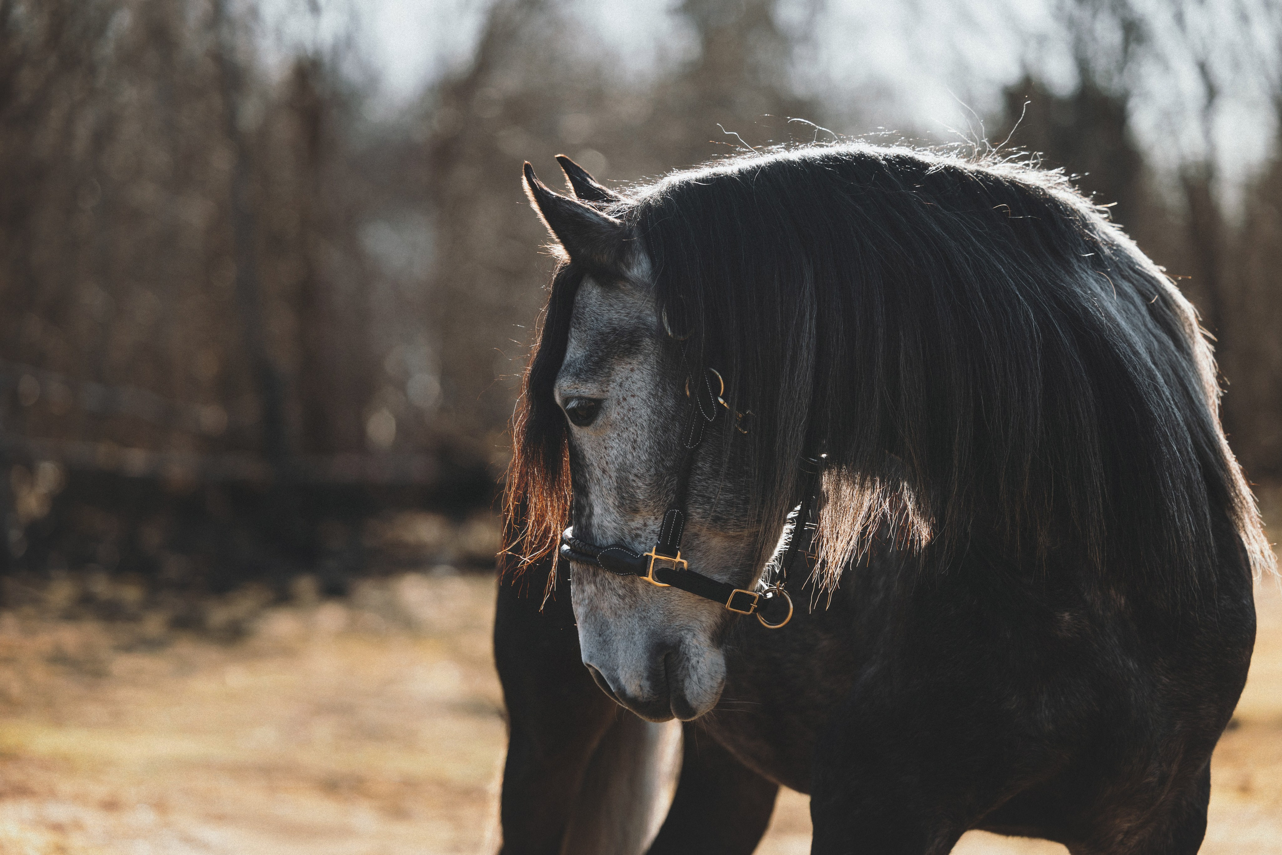 Ирина и Командор. Фотограф анималист Осипчикова Мария