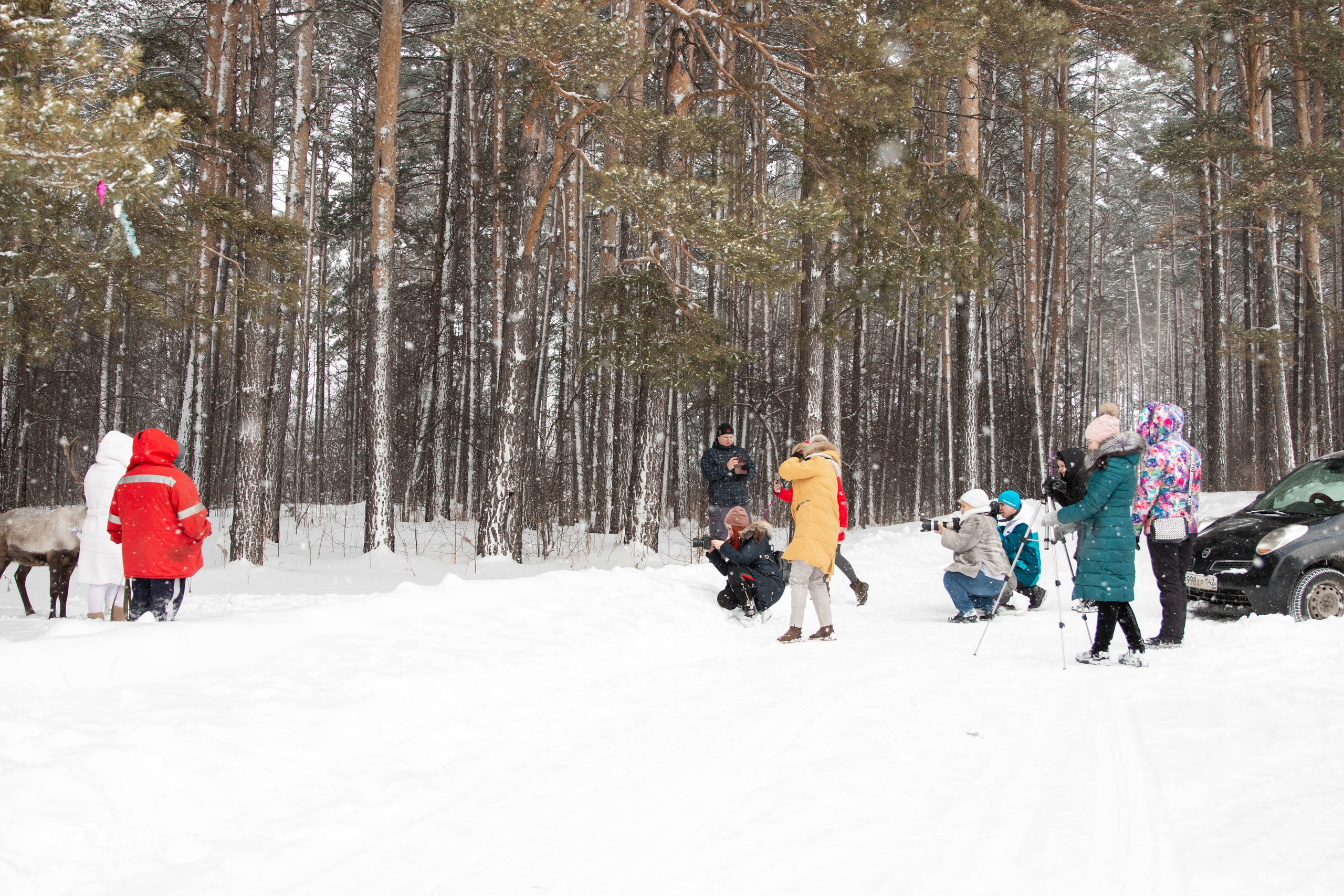 Воркшоп с северным оленем. Свадебный и семейный фотограф в Новокузнецке Иван Иванов