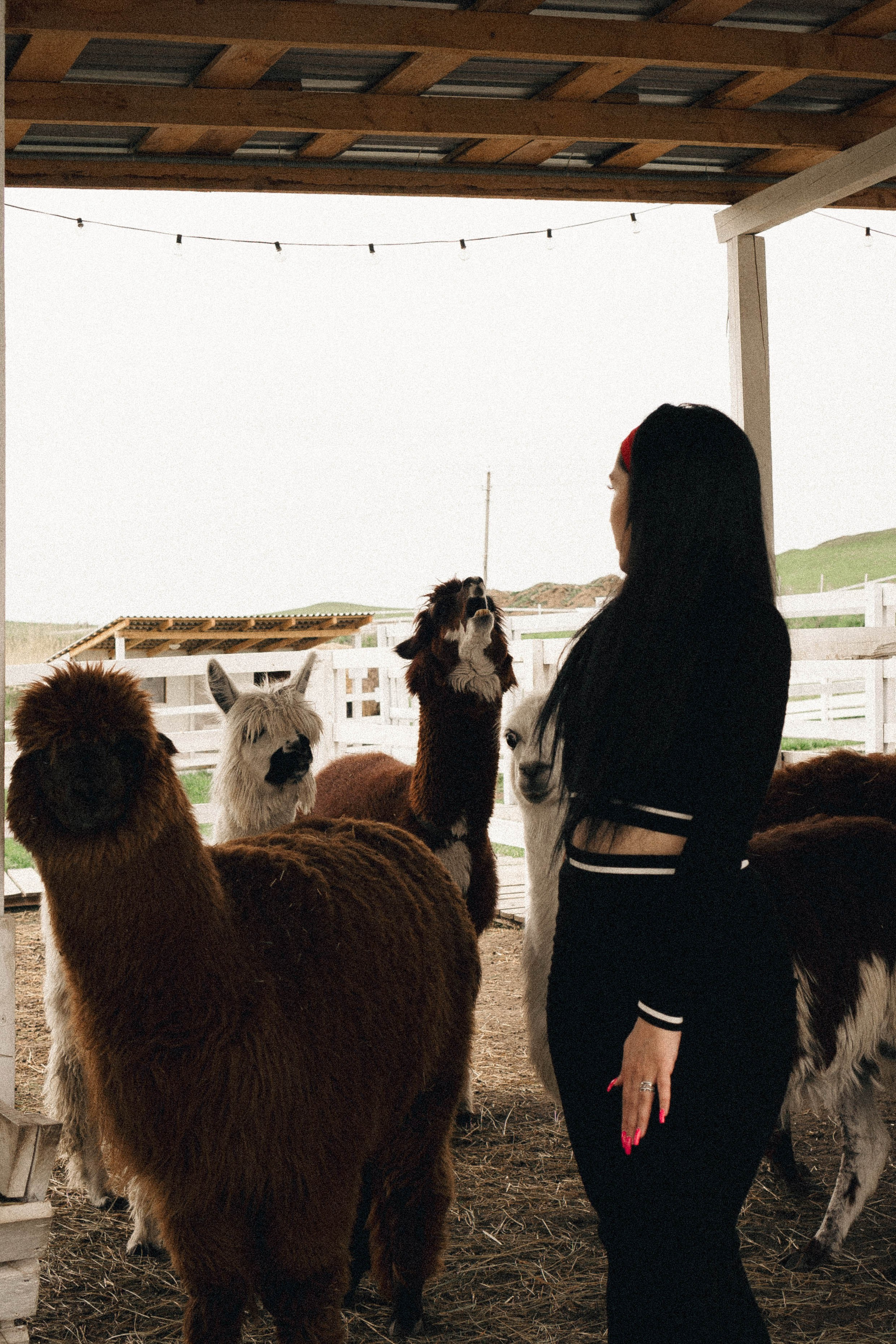 Ферма Альпак. Профессиональный фотограф, Санкт-Петербург — Виктория Богомолова