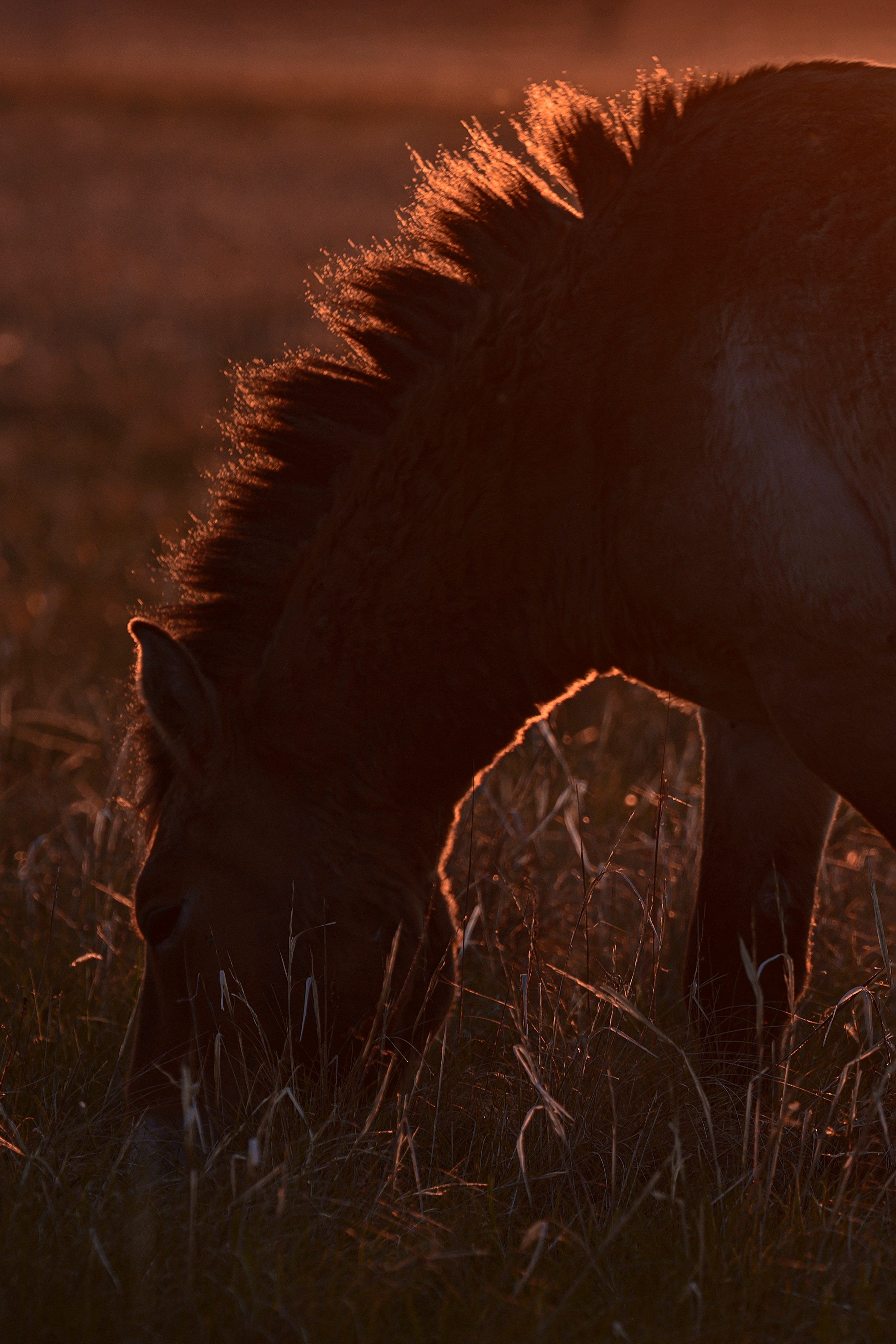 Оренбуржье. Портретный фотограф в Челябинске Катерина Руди