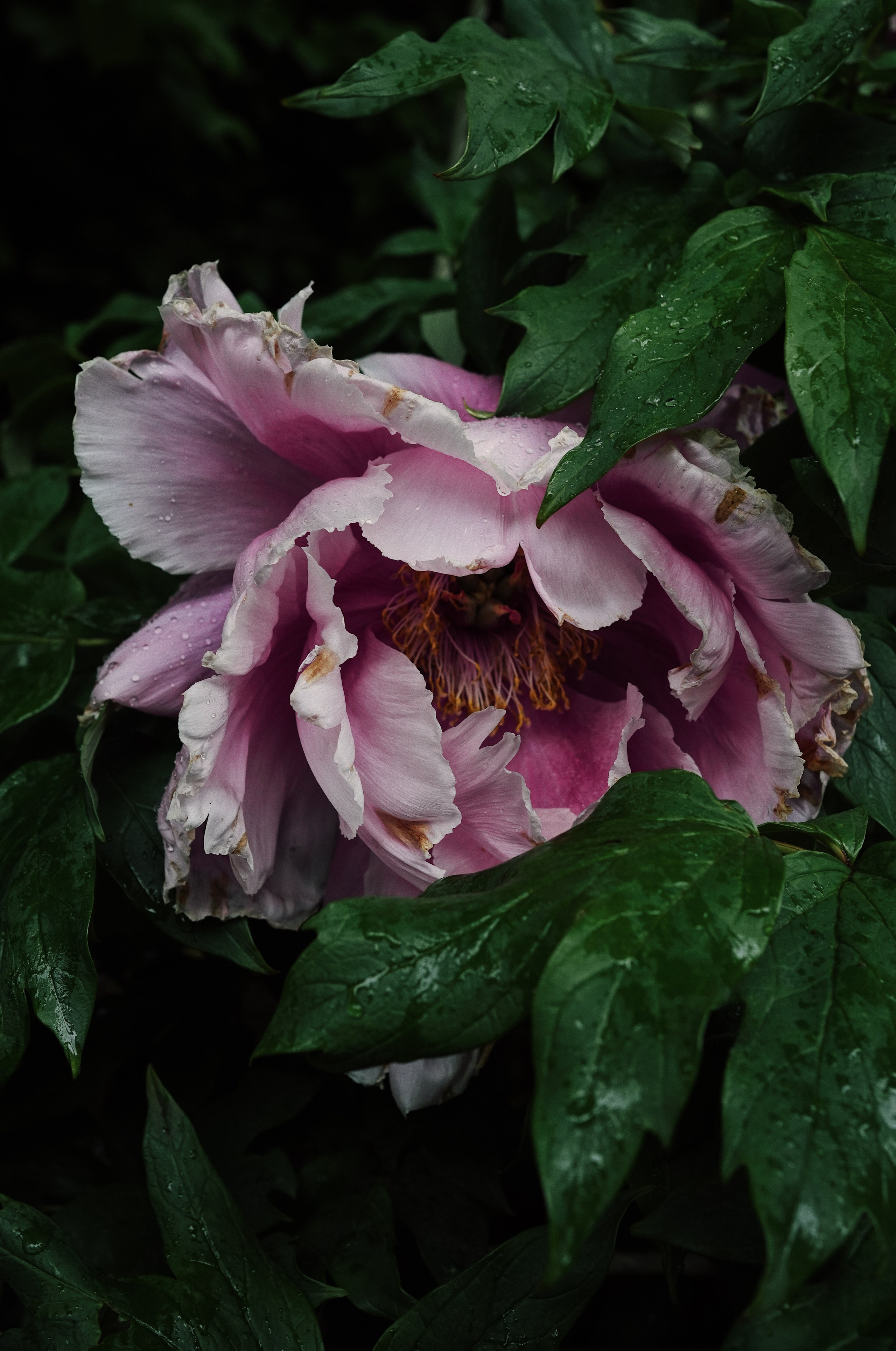 Botanical garden cards. Ксения Копна. Фотограф из Санкт-Петербурга