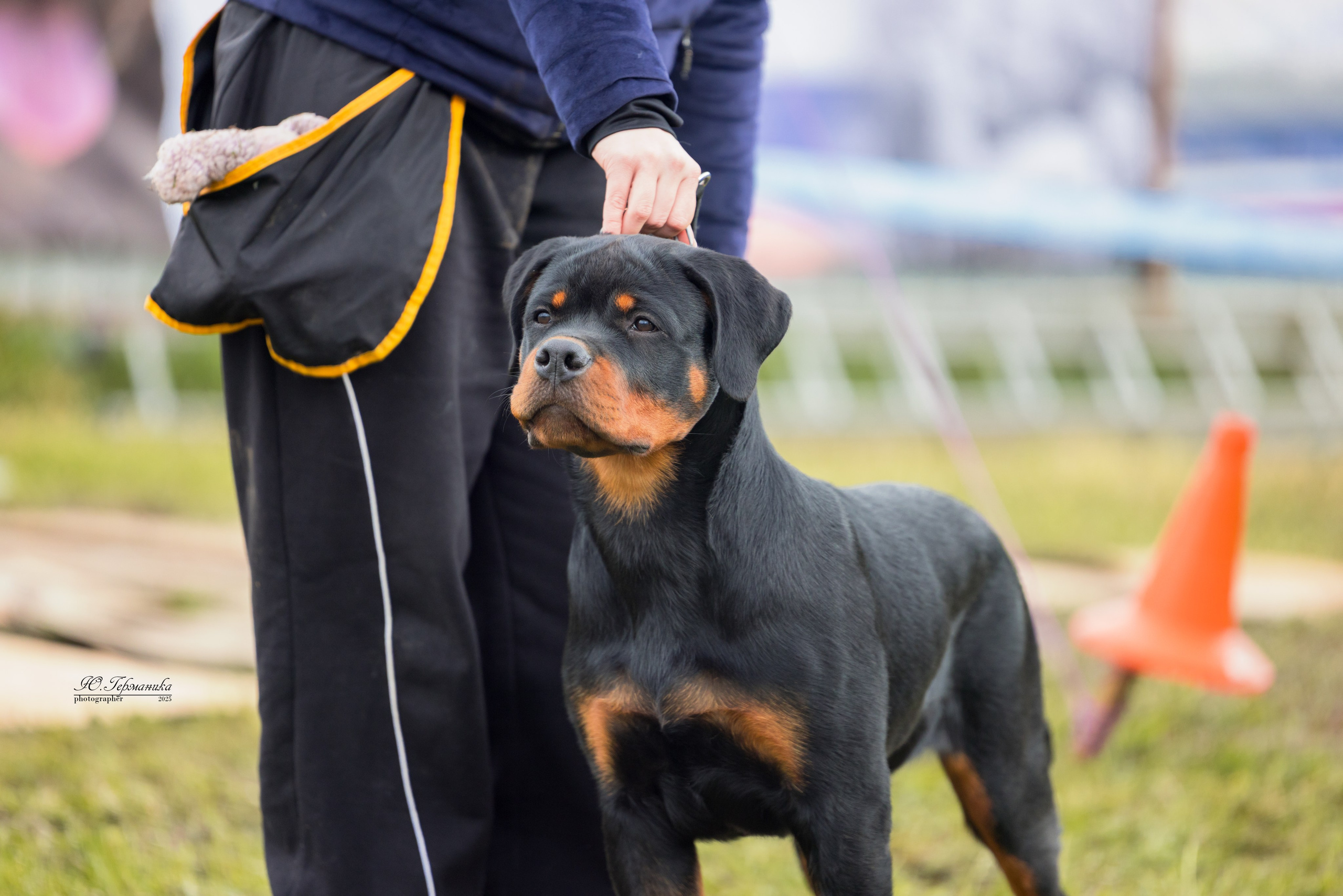 Нижний Новгород 2хмоно ротвейлеров 10-11.05.2025. Фотограф-анималист Юлия Германика