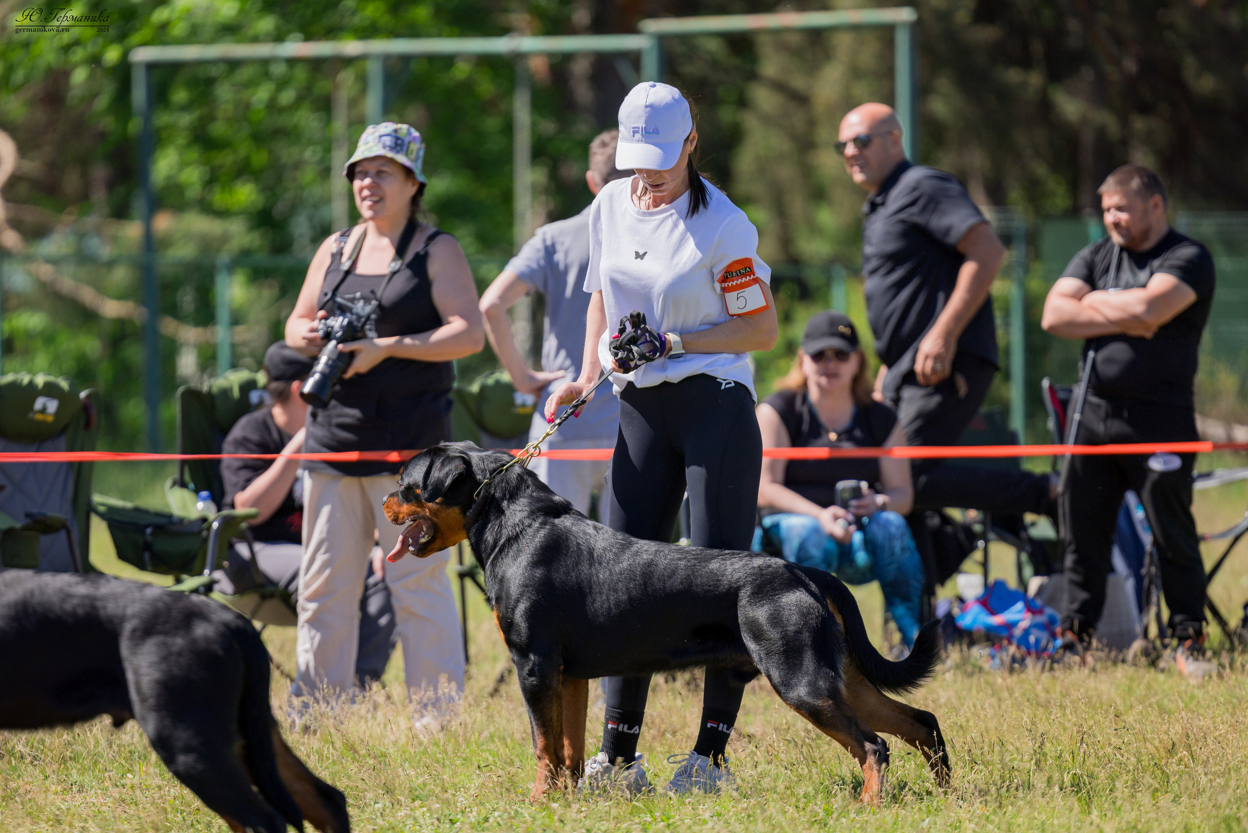 Воронеж моно ротвейлеров 25-26.05.2024. Фотограф-анималист Юлия Германика