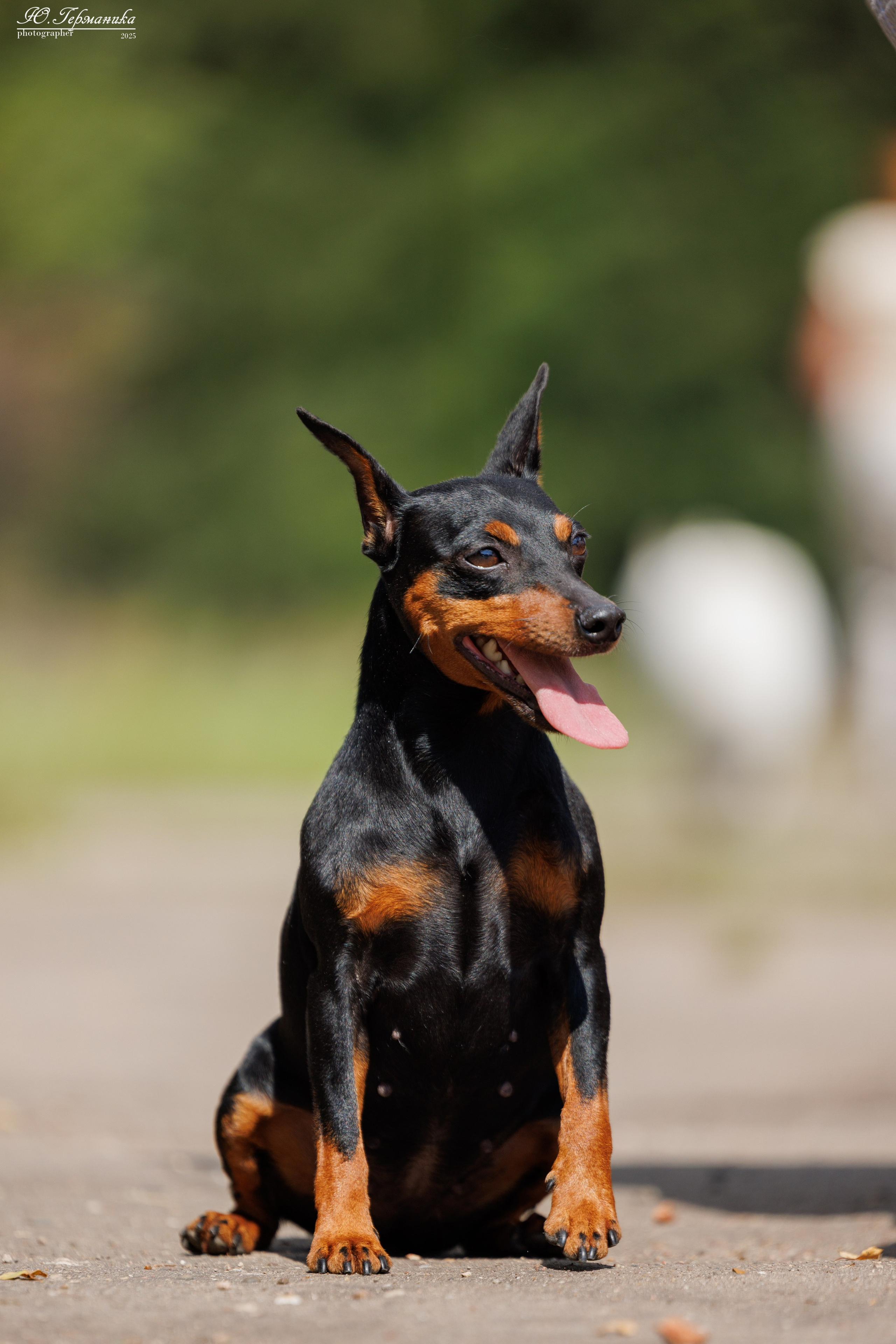 Тверь 10.08.2025. Фотограф-анималист Юлия Германика