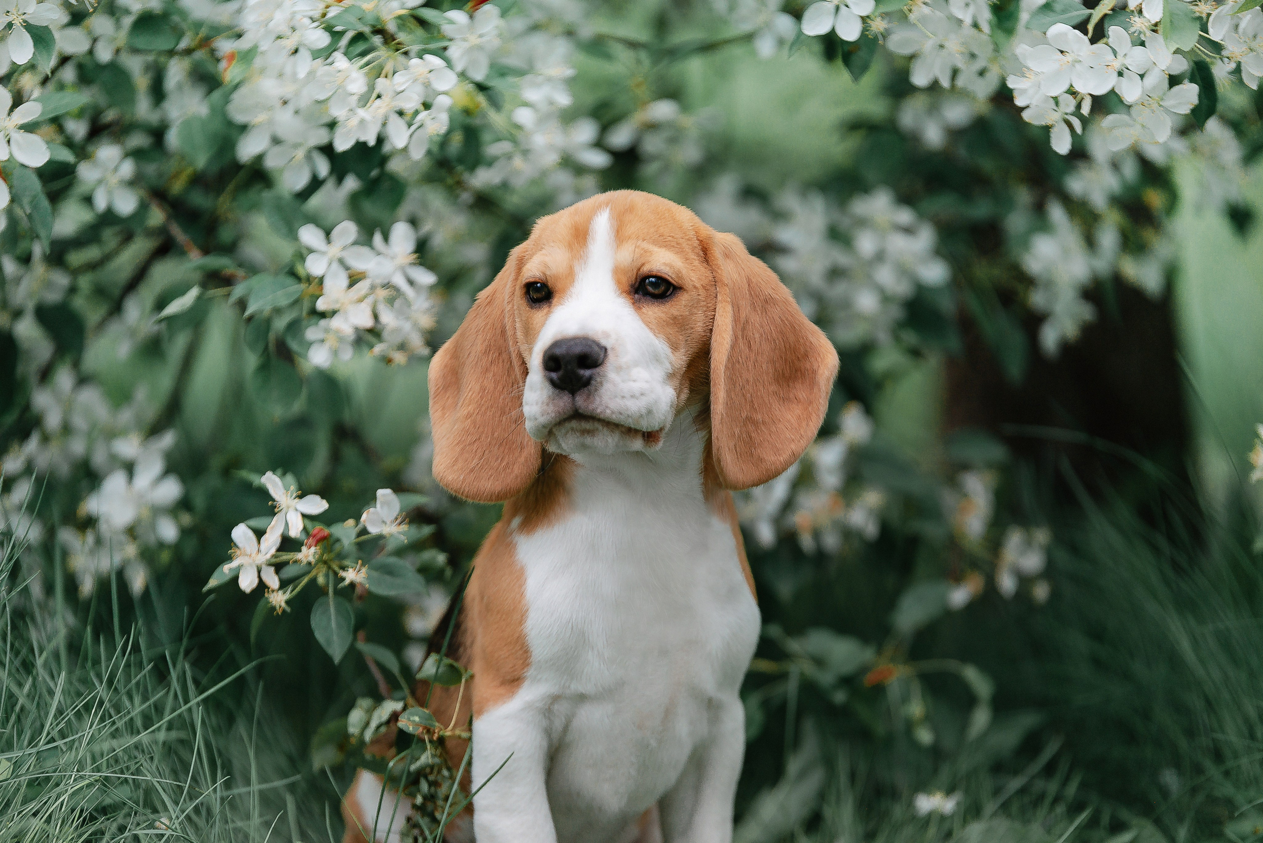 Настя и Баритон. Фотограф-анималист Анастасия Парфенова|Екатеринбург