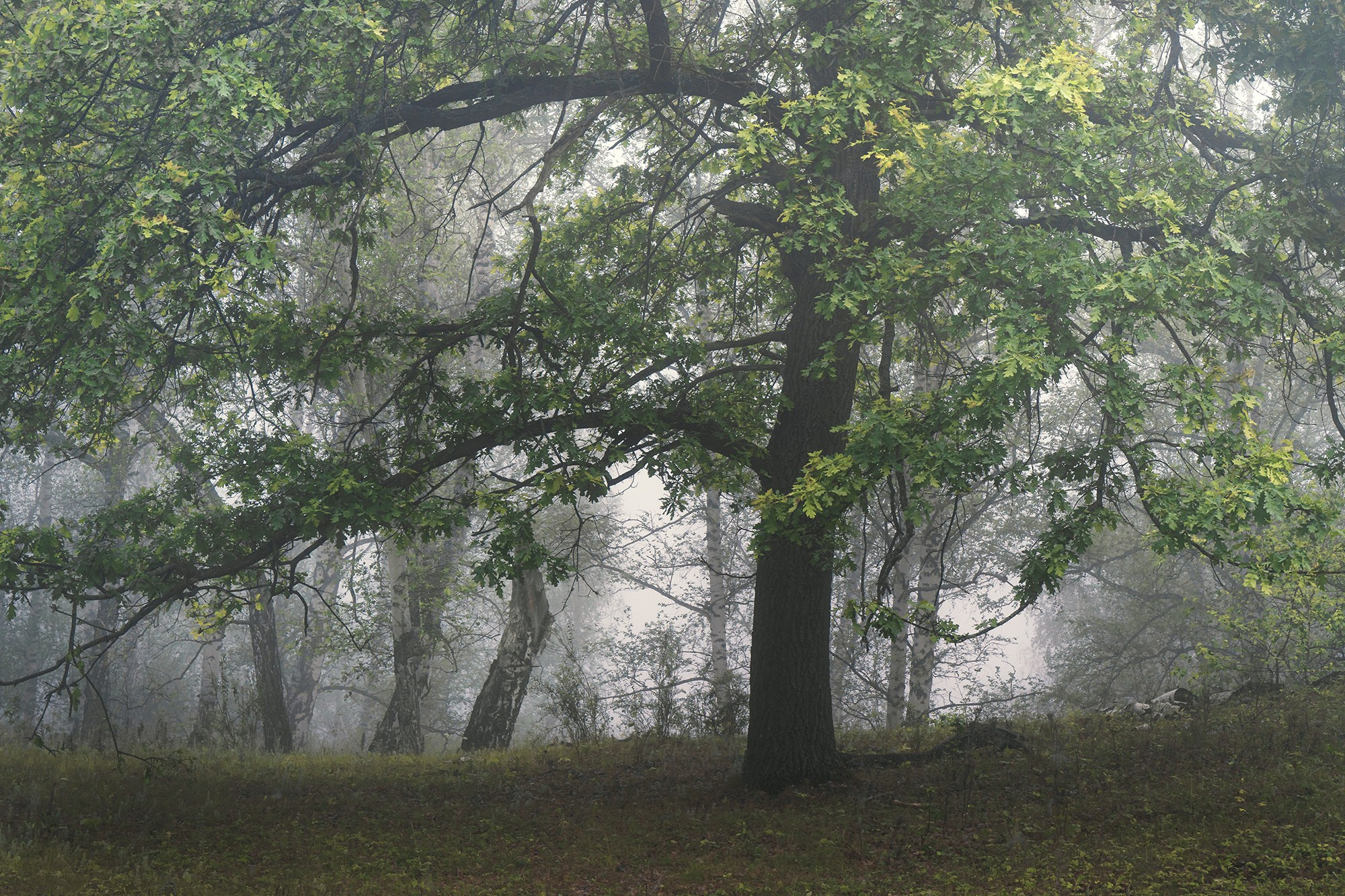 Лето, лес, деревья…. Пейзажный фотограф Руслан Лукманов