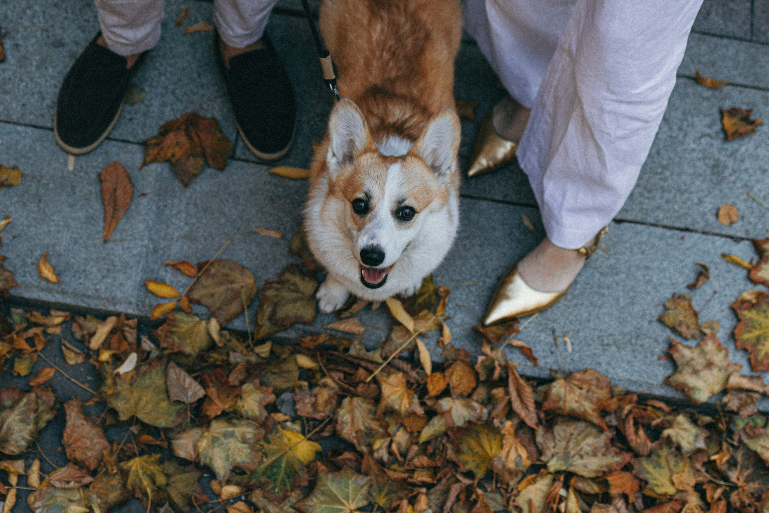 Даша, Рома и Лесли. Фотораф — анималист Мария Шистка