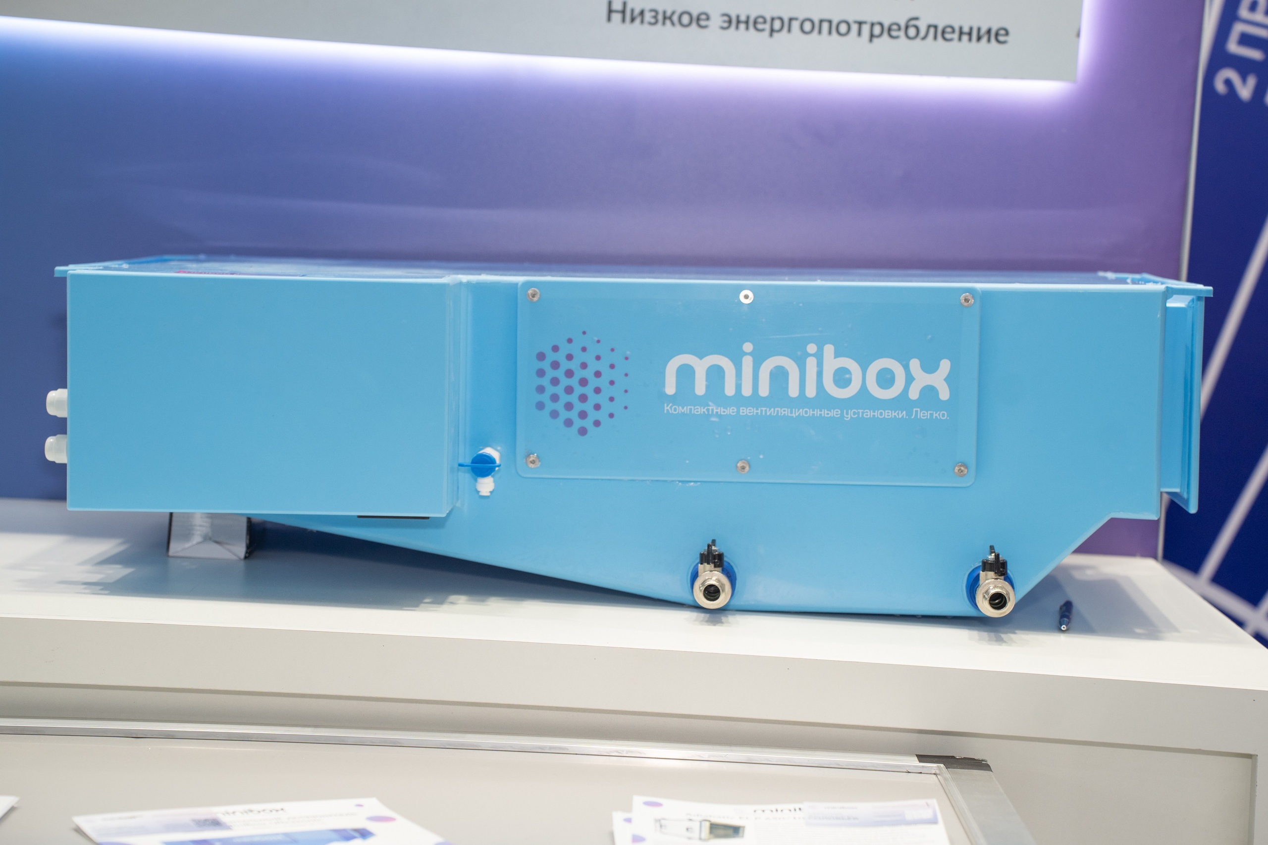 Крокус Вентиляция. Фотограф Зинаида Евдокимова