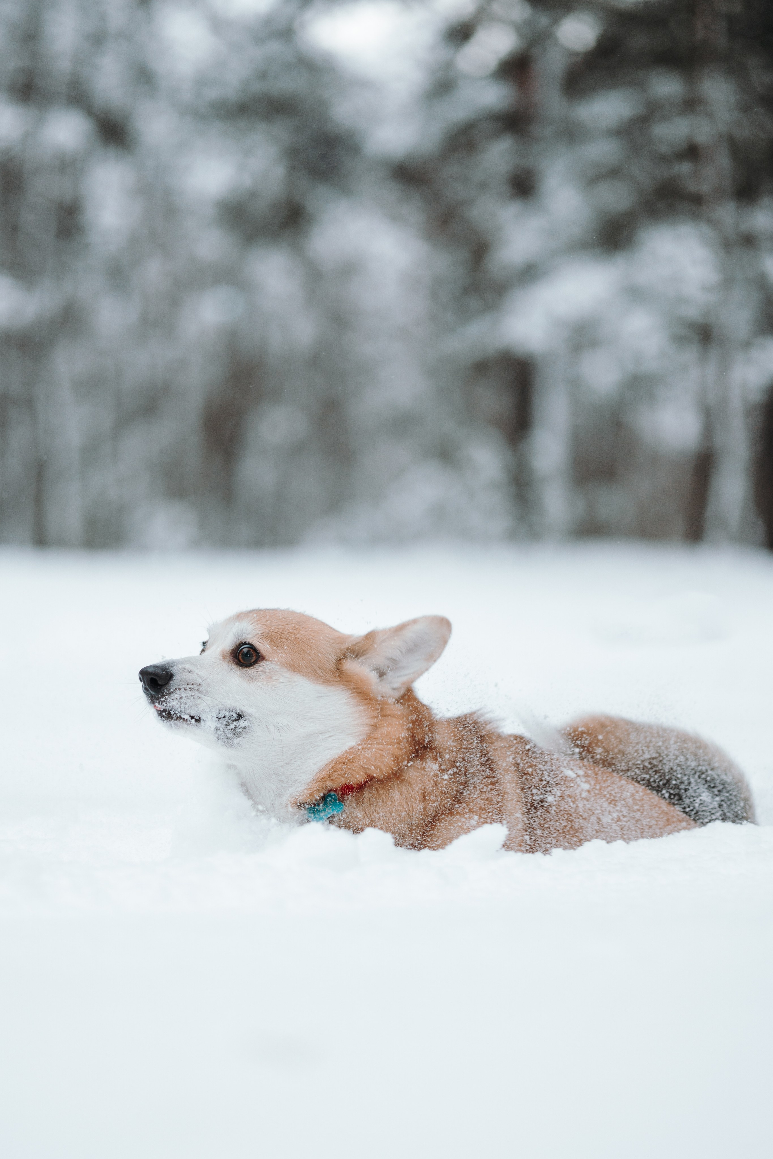 Оливка и ее семья. Фотограф — Анималист | Санкт-Петербург