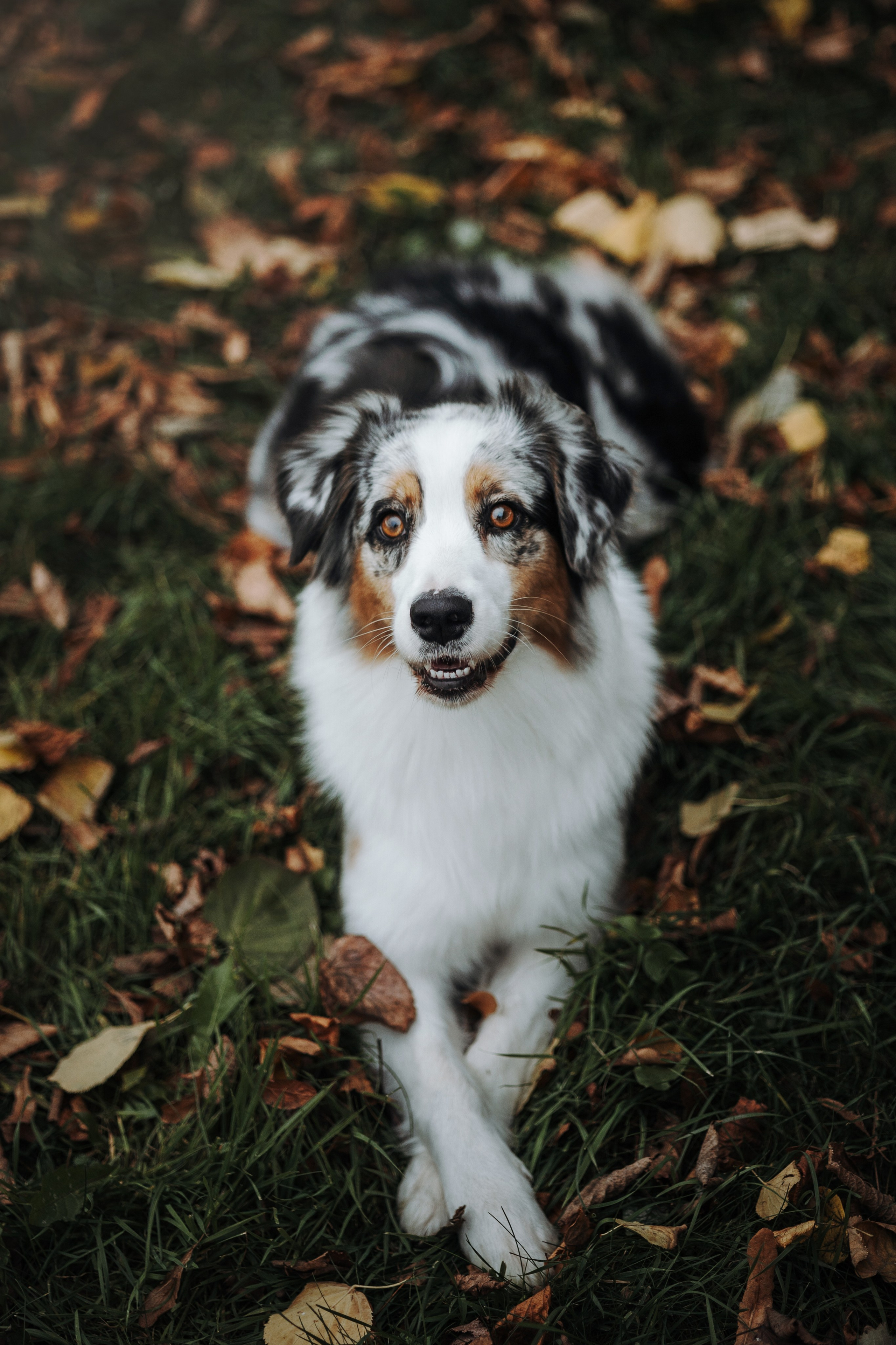 Ирина и Кайса. Фотограф — Анималист | Санкт-Петербург