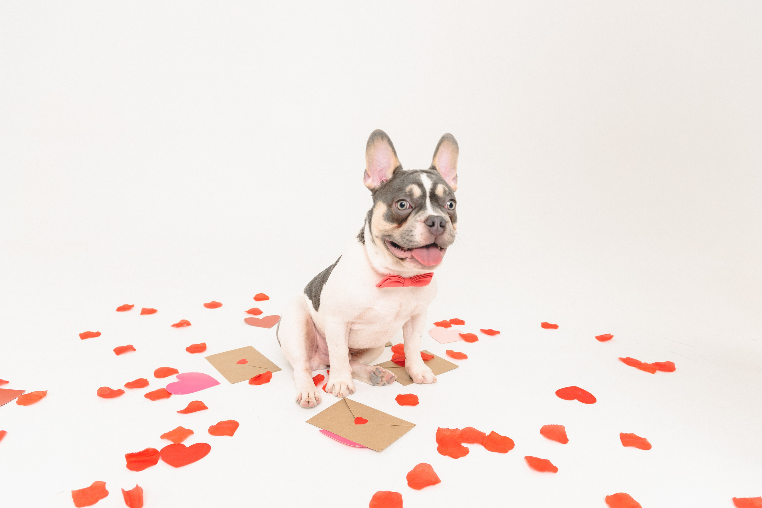 Pets. Фотограф в Москве Daria Lens