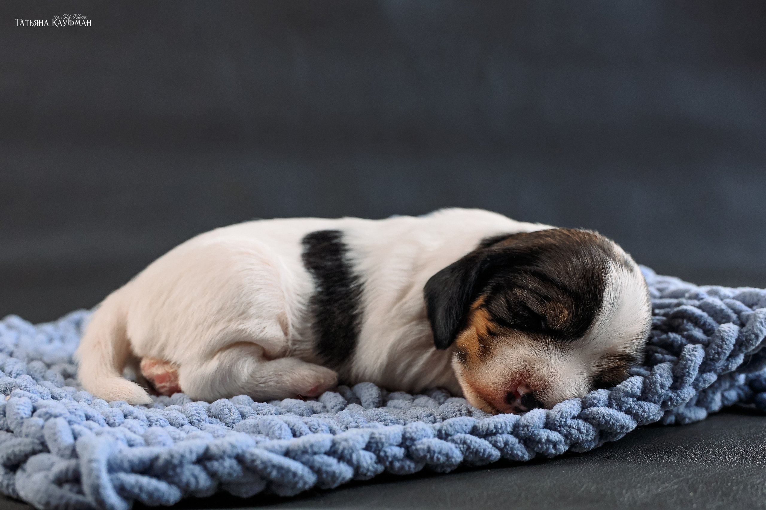 Малые вандейские бассет гриффоны. PVBG. Petit vandeen basset griffon, щенки в новосибирске. Питомник White Rivendel