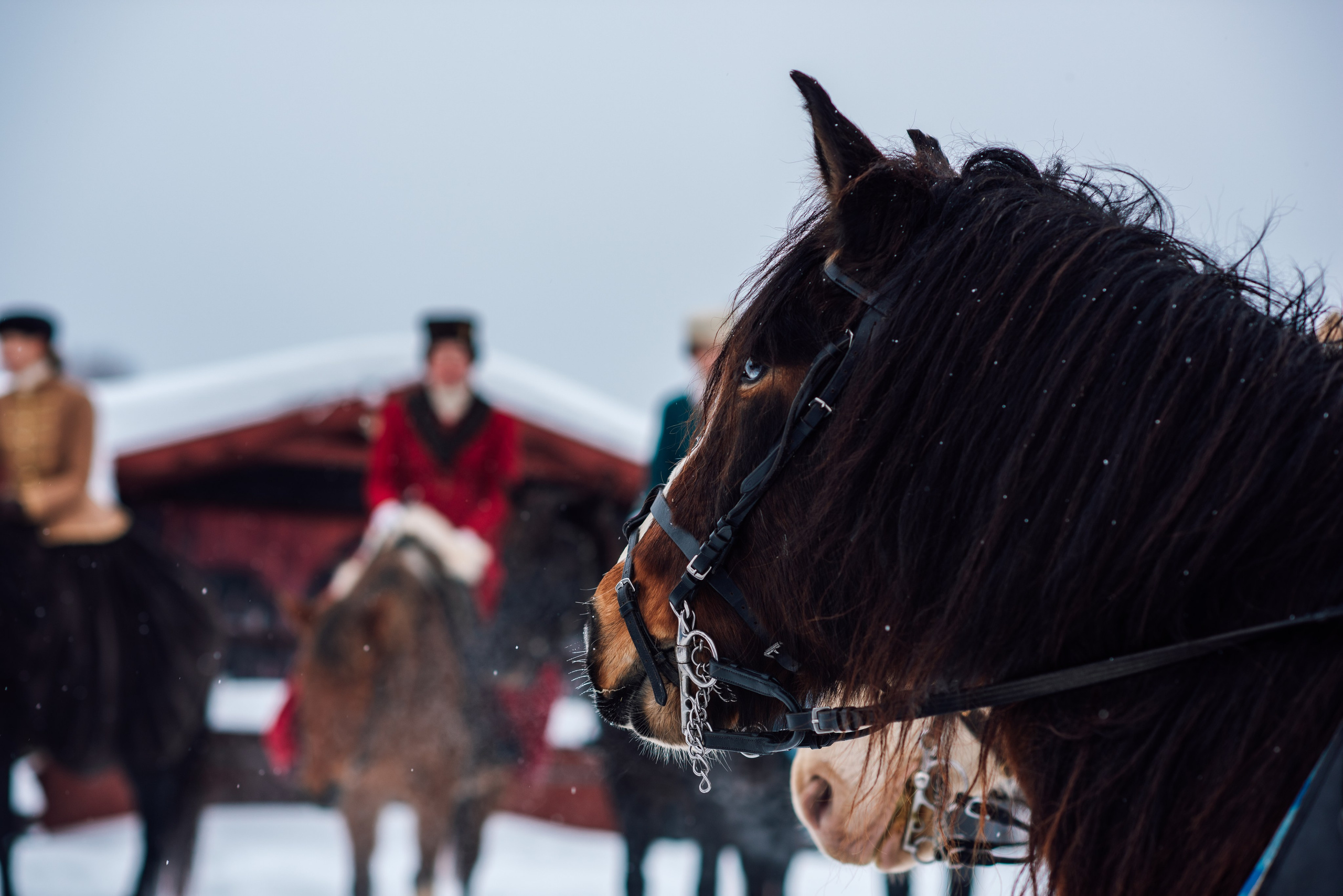 Зимняя парфорсная охота. Фотограф Диана Вальтер