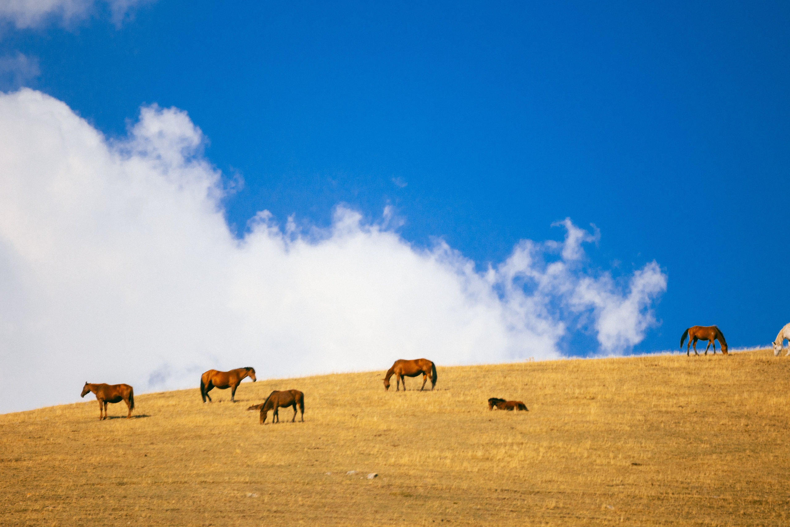Поездка на плато Ассы и за пределами. Экскурсии и туры по Алматы