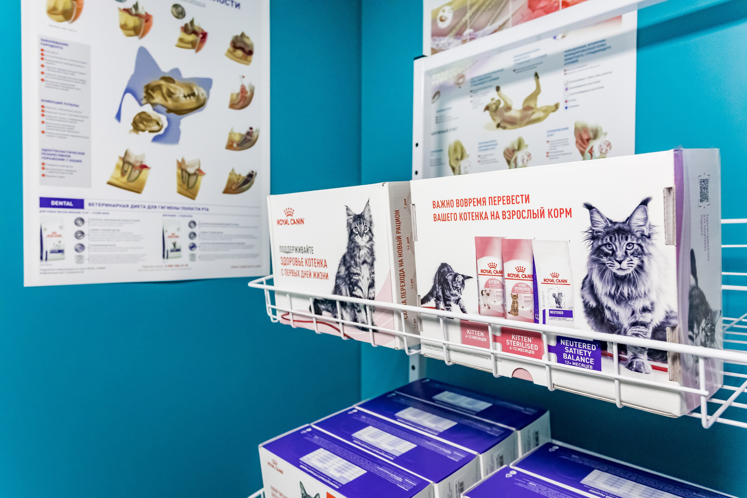 Интерьерная съемка для ветеринарной клиники Прив-вет. Интерьеры, Контент, Портреты | Фотограф в Москве Дани Терно