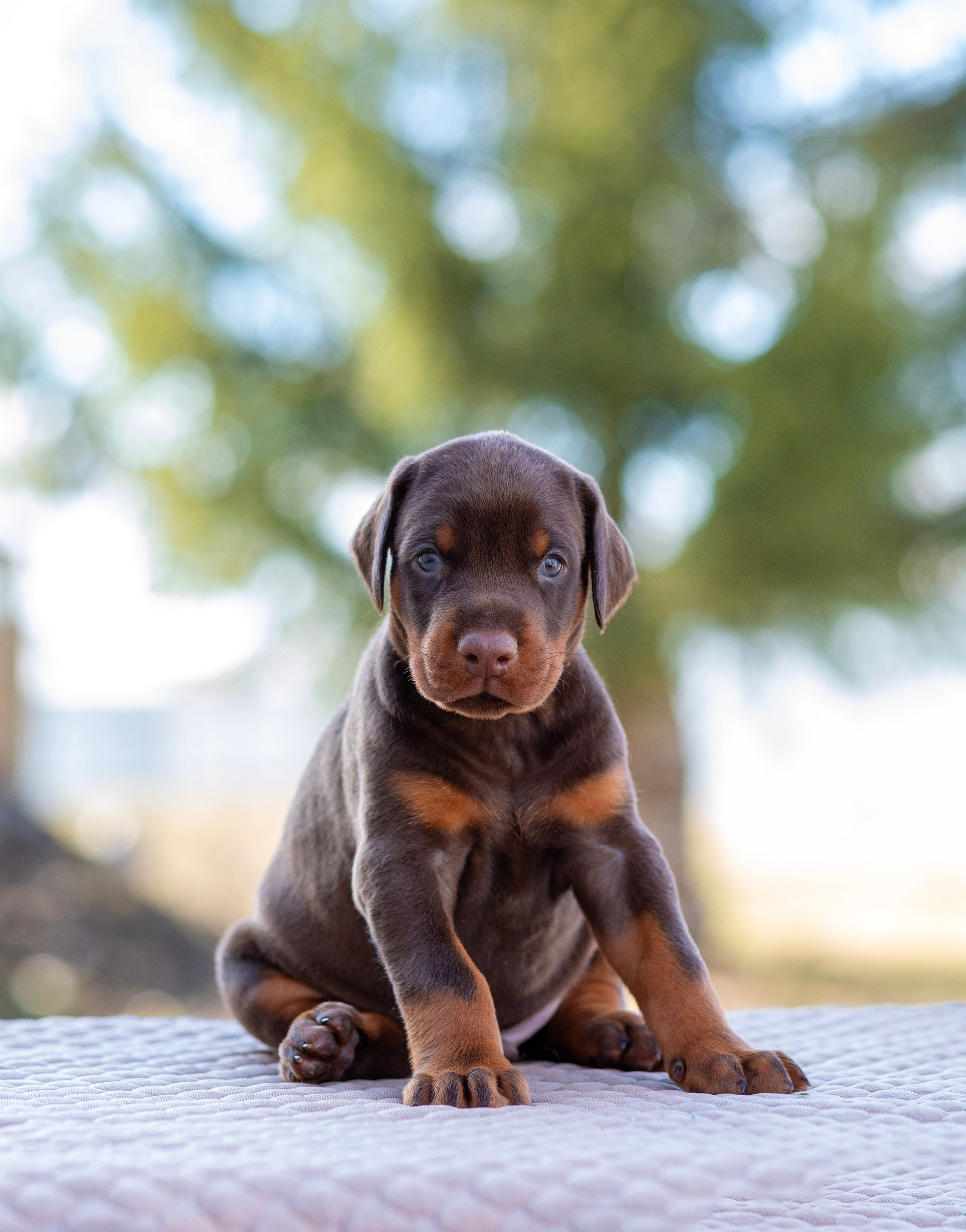 Доберман. Фотограф — анималист Татьяна Ли