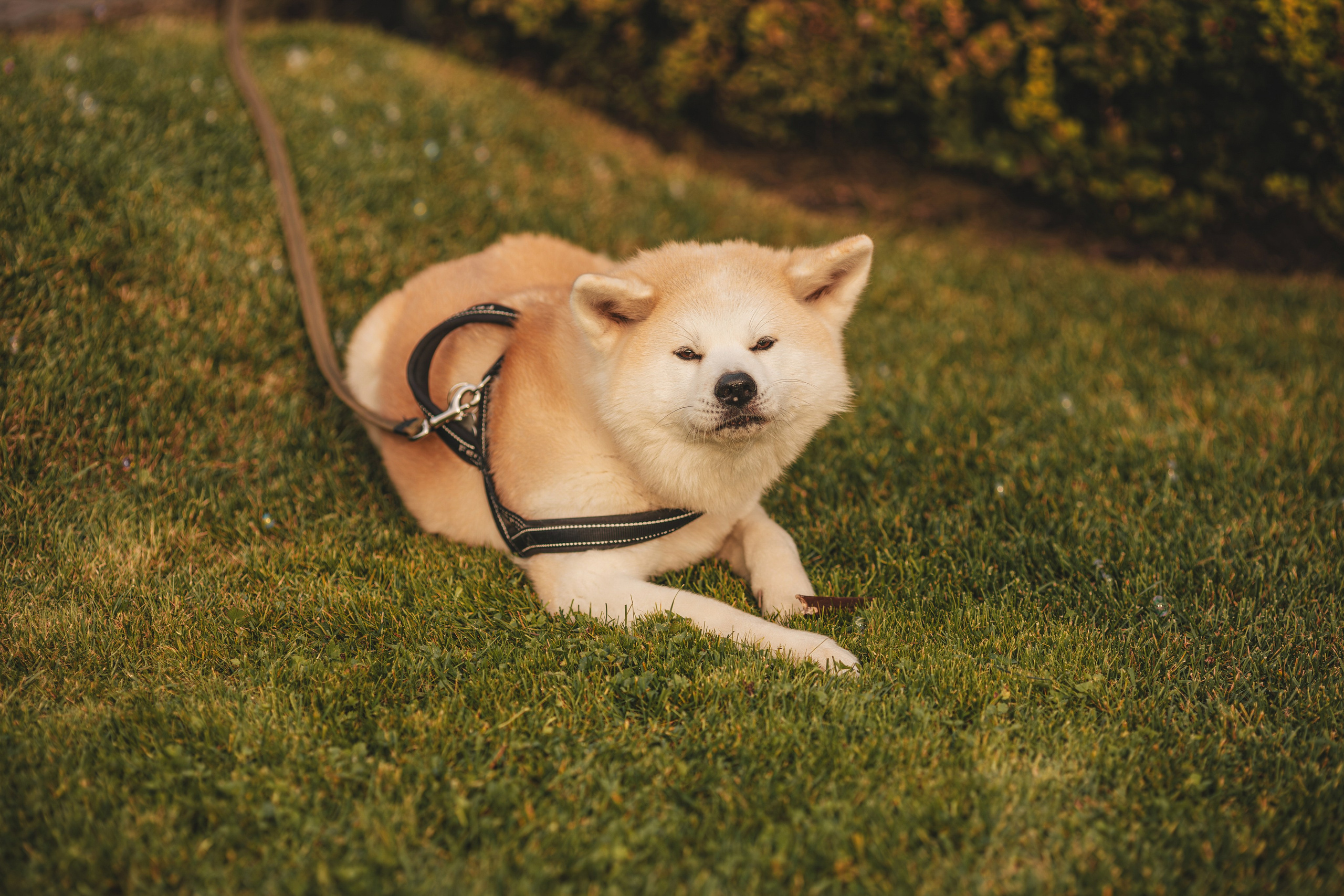 Юбилей на даче. Семейный и женский фотограф в Москве Надежда Воробьева