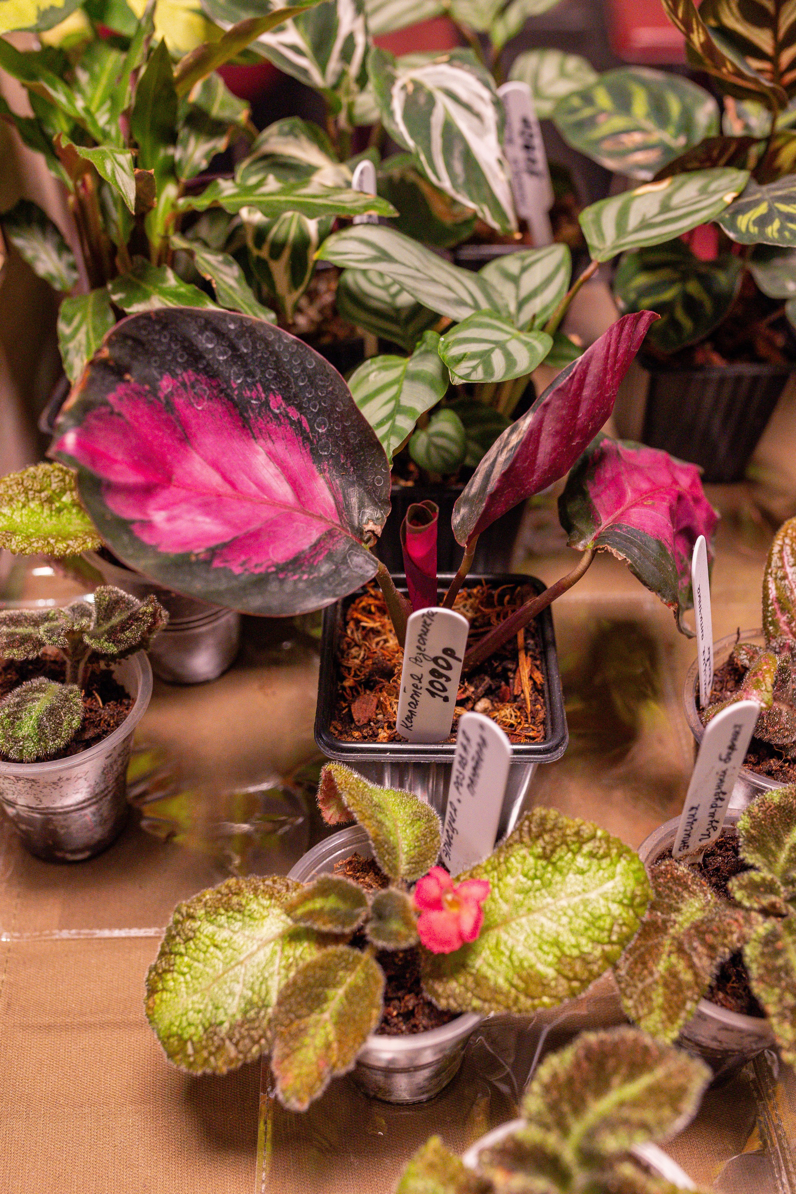 Growbox декабрь 2025. Александра Куликова фотограф, Москва