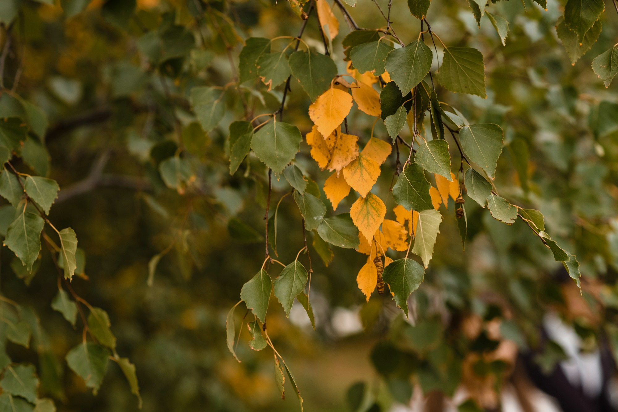 Таня и Максим. Свадебный и семейный фотограф Чебоксары Ольга Ник