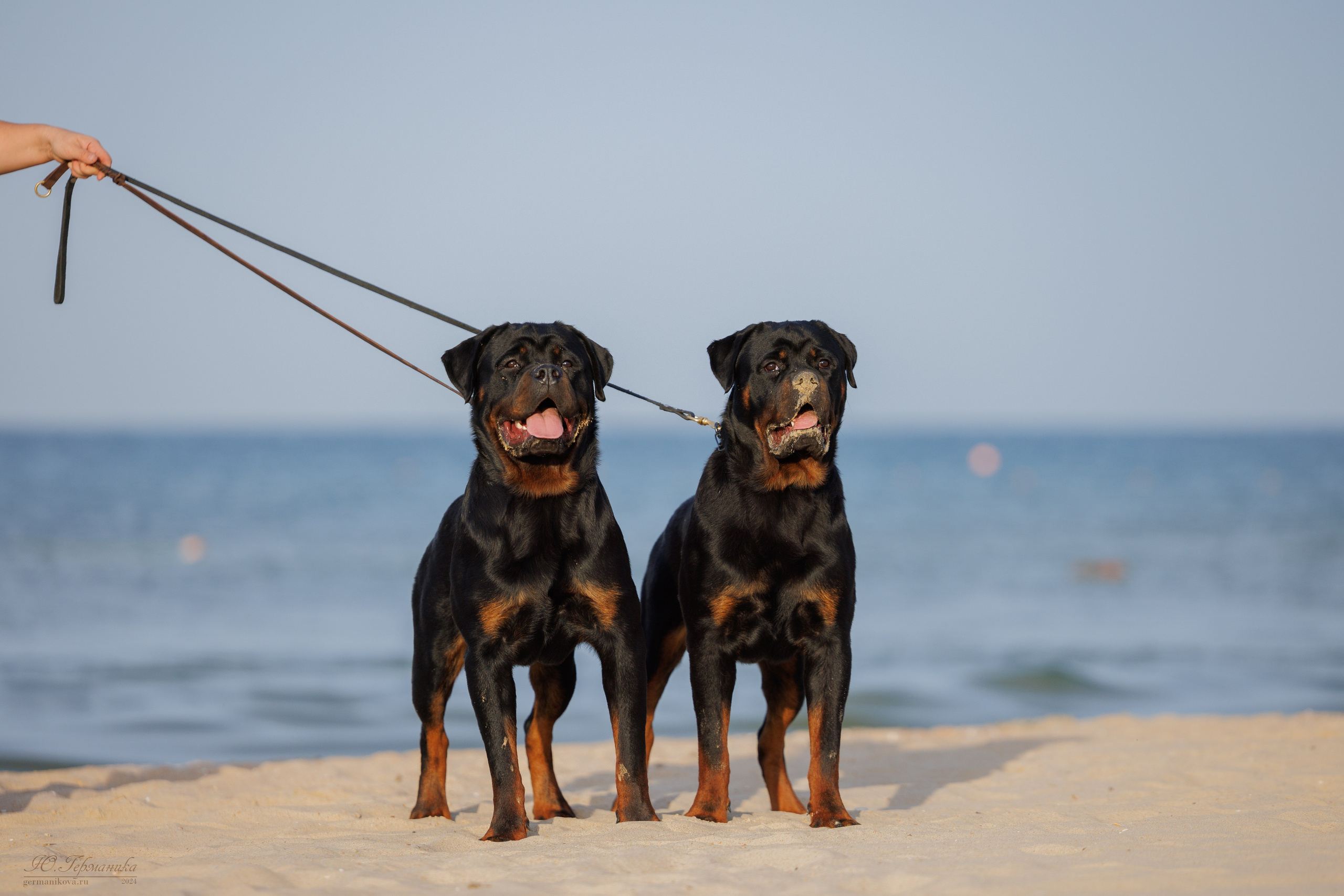 Свободная съемка. Фотограф-анималист Юлия Германика