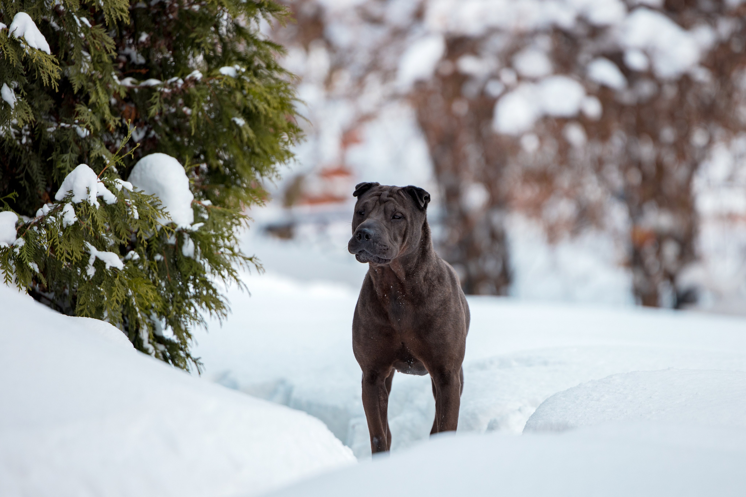В гостях у шарпеев 16.01.2024. Фотограф-анималист Юлия Германика