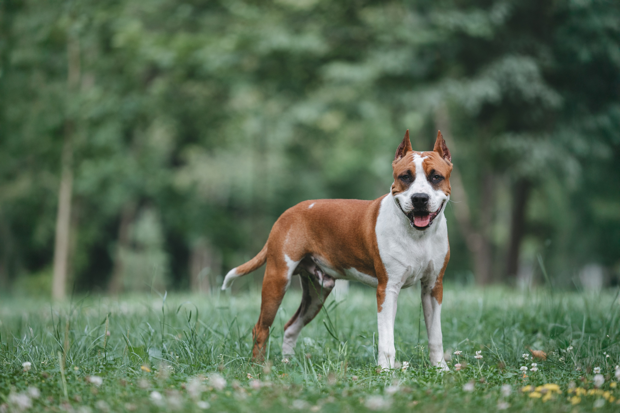 Американский стаффордширский терьер. Фотограф Анималист в Москве Анастасия Жучкова