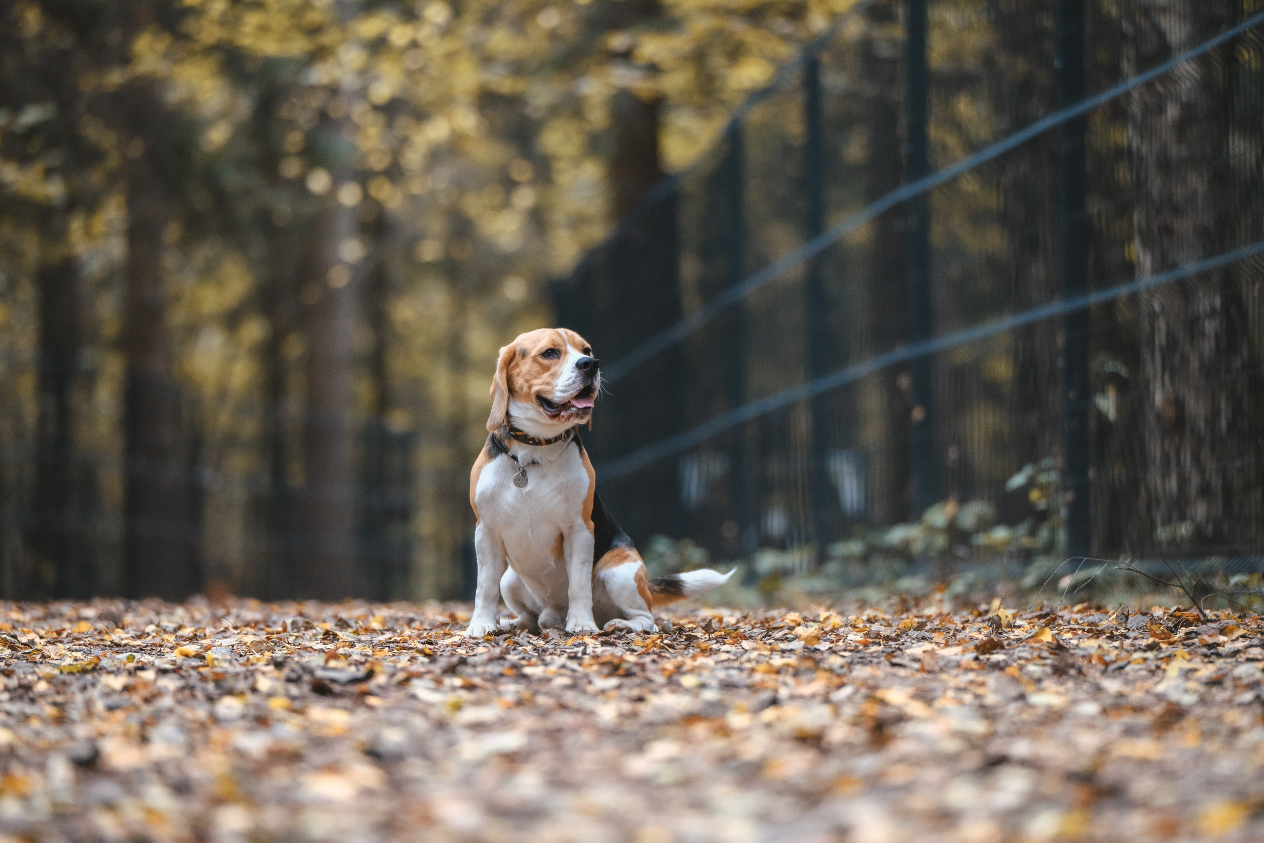 Наталья и Бока. Фотограф Анималист в Москве Анастасия Жучкова