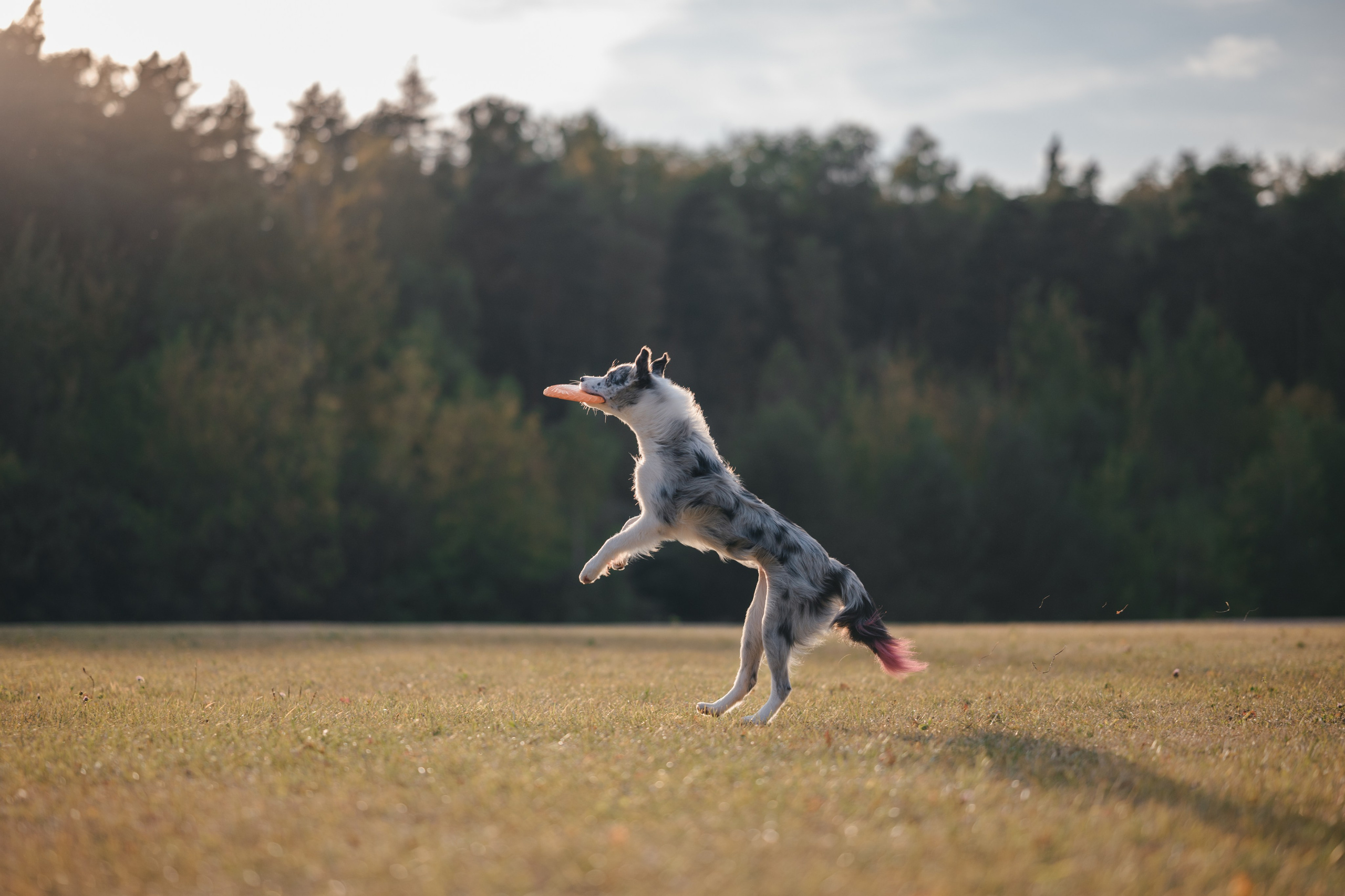 Бордерколли и фрисби. Фотограф Анималист в Москве Анастасия Жучкова