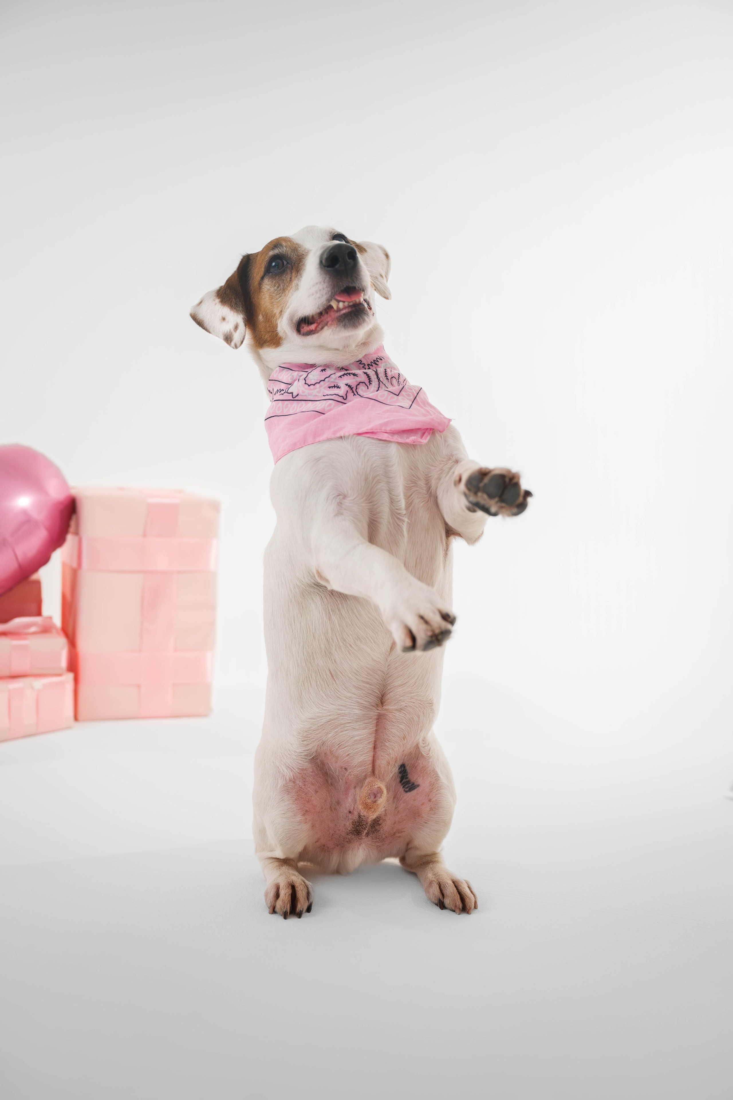 Джек Рассел. Фотограф Анималист в Москве Анастасия Жучкова