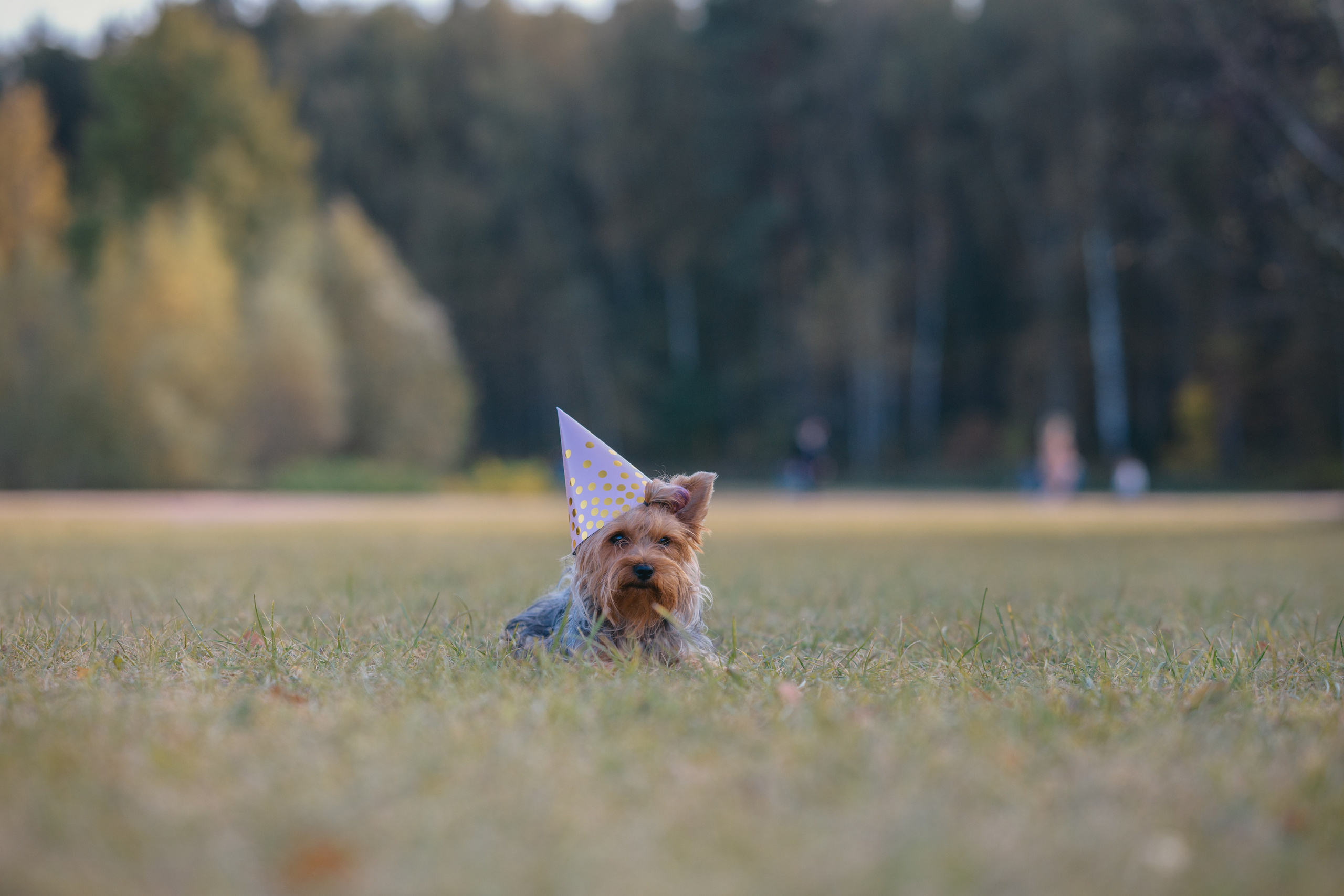 День Рождение. Фотограф Анималист в Москве Анастасия Жучкова