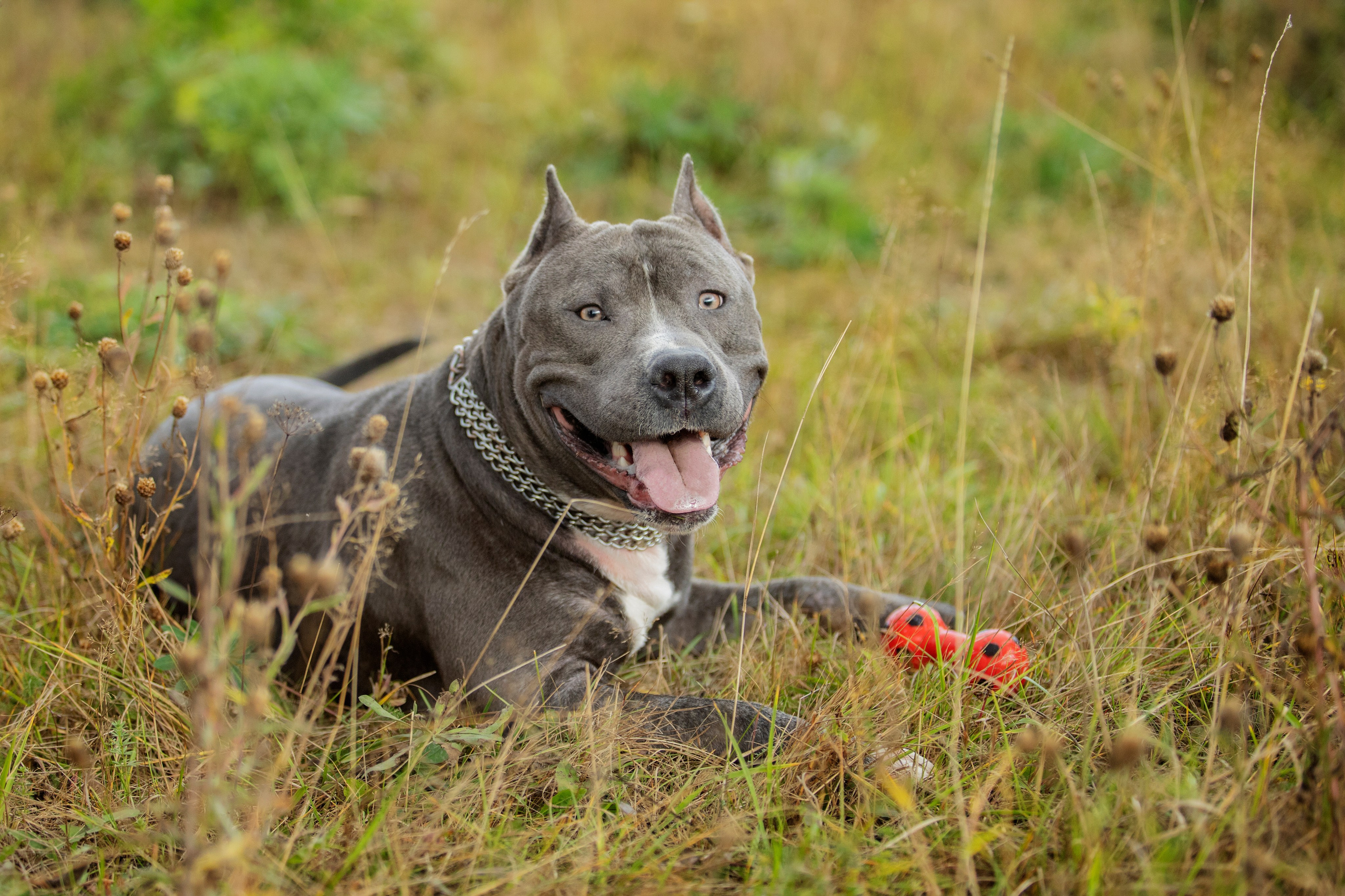 Собаки. Фотограф Яна Матвеева в Ижевске