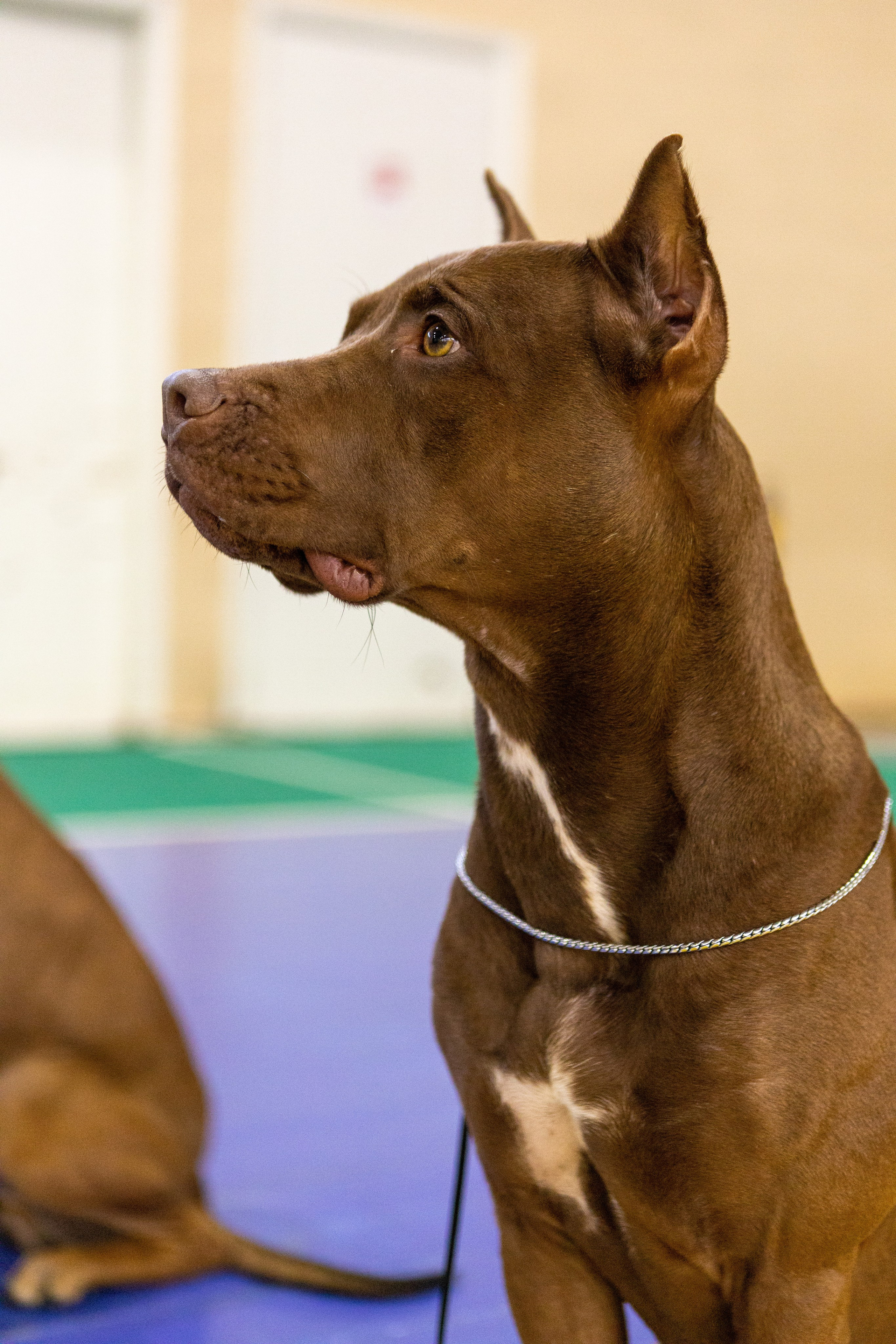 Собаки. Фотограф Яна Матвеева в Ижевске