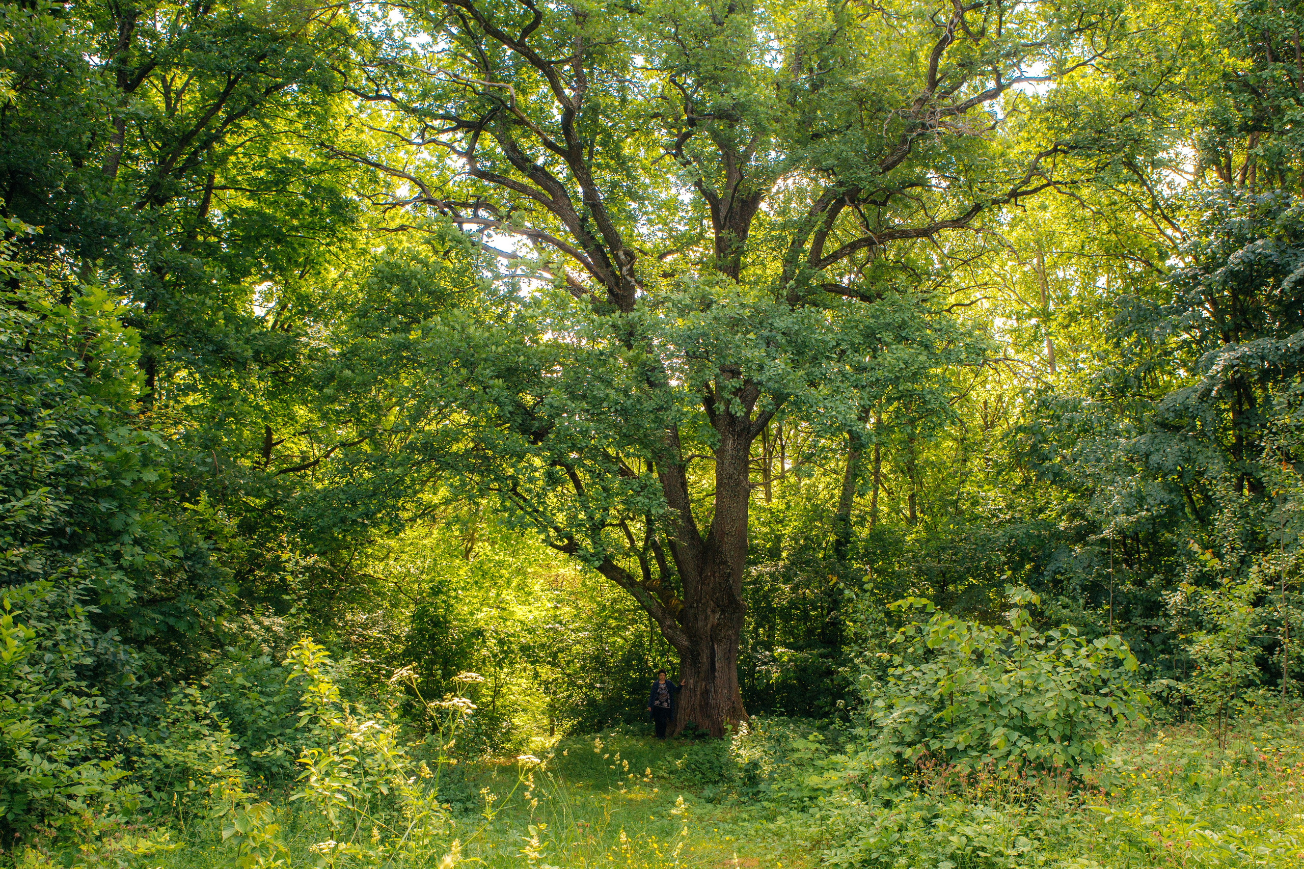 Музей-усадьба «Никольское-Вяземское». Профессиональный фотограф в Мценске и Орловской области