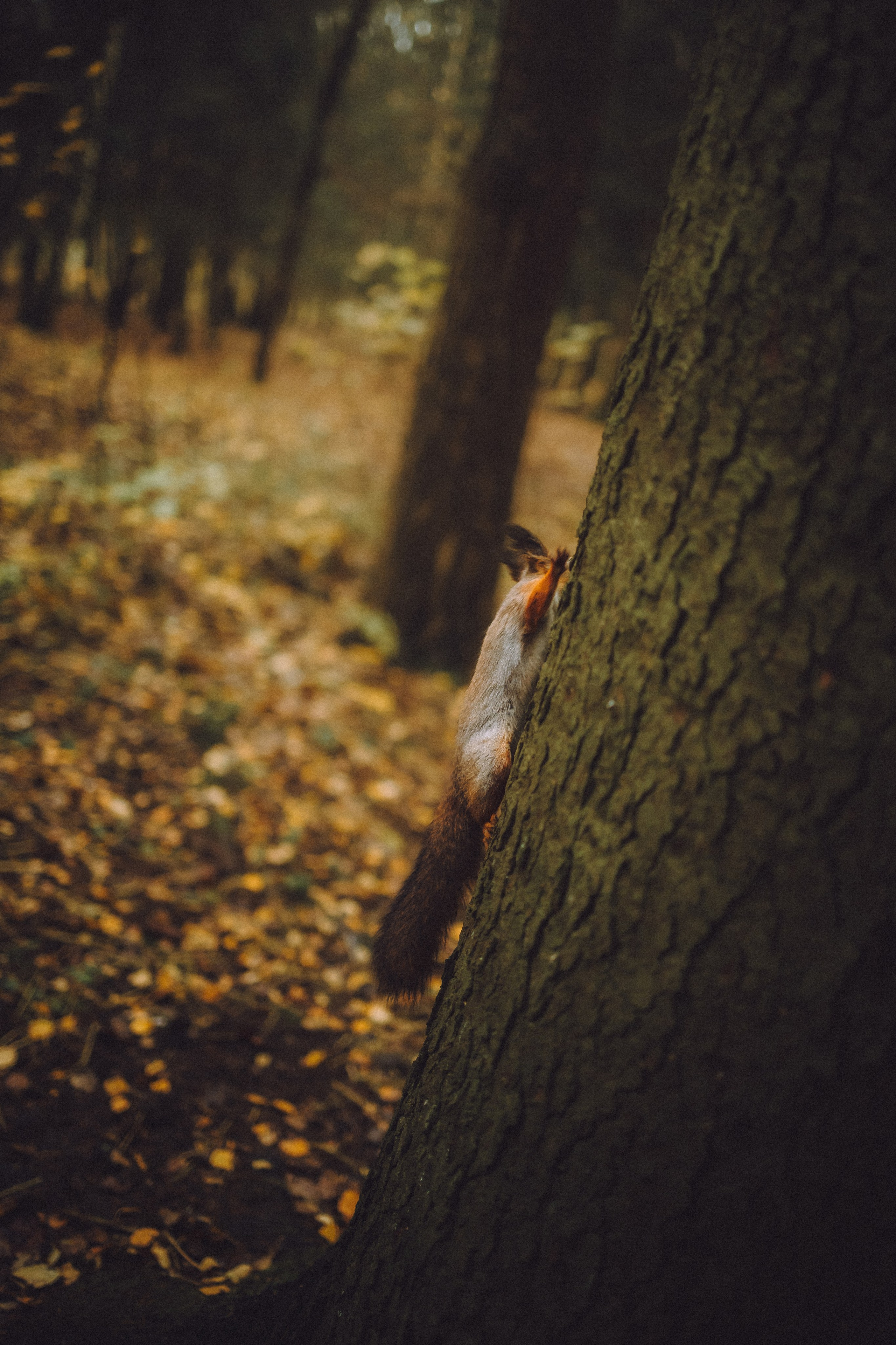 Элли и ее семья