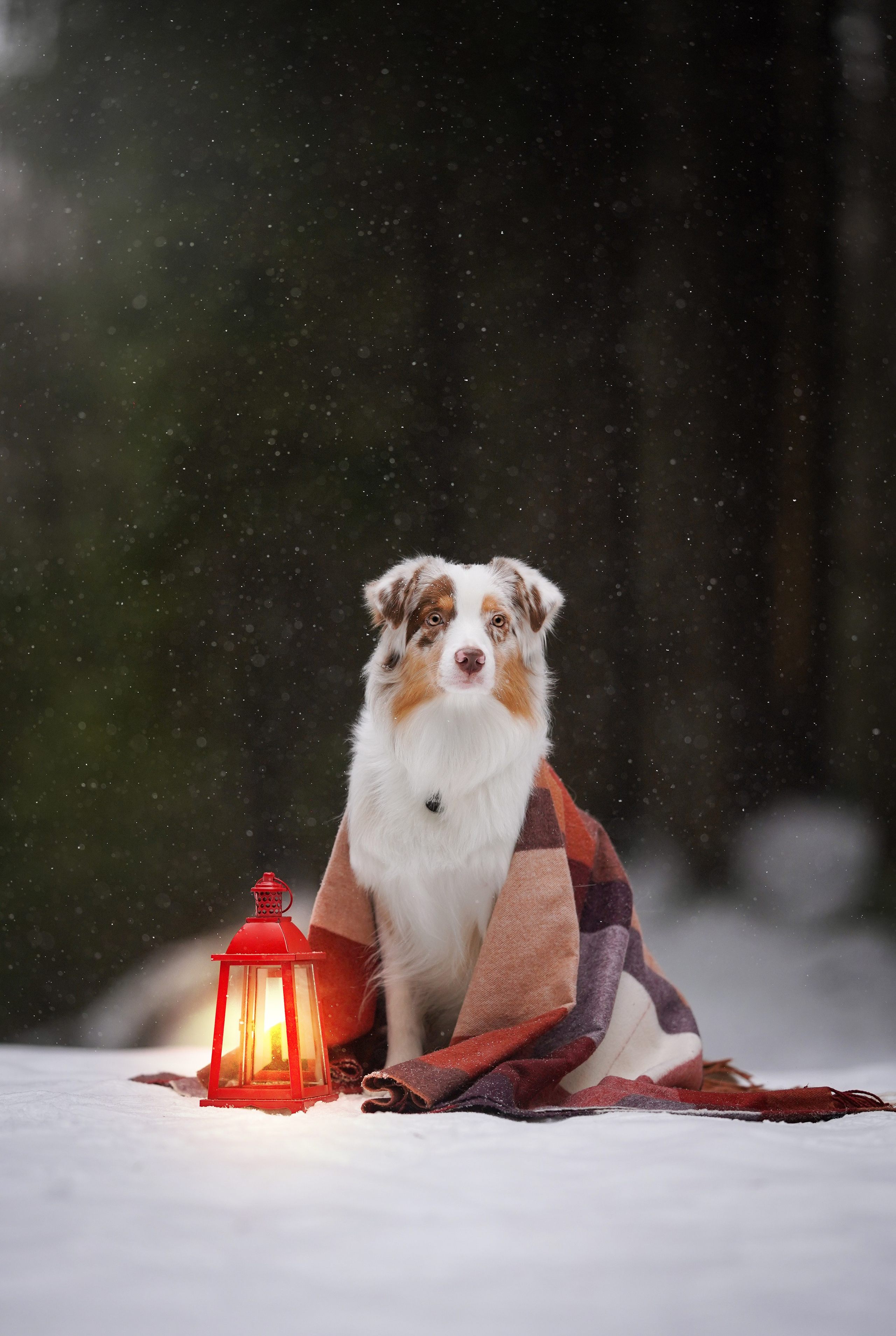 Юни и Панда. Фотограф-анималист в Санкт-Петербурге Яна Мартынова