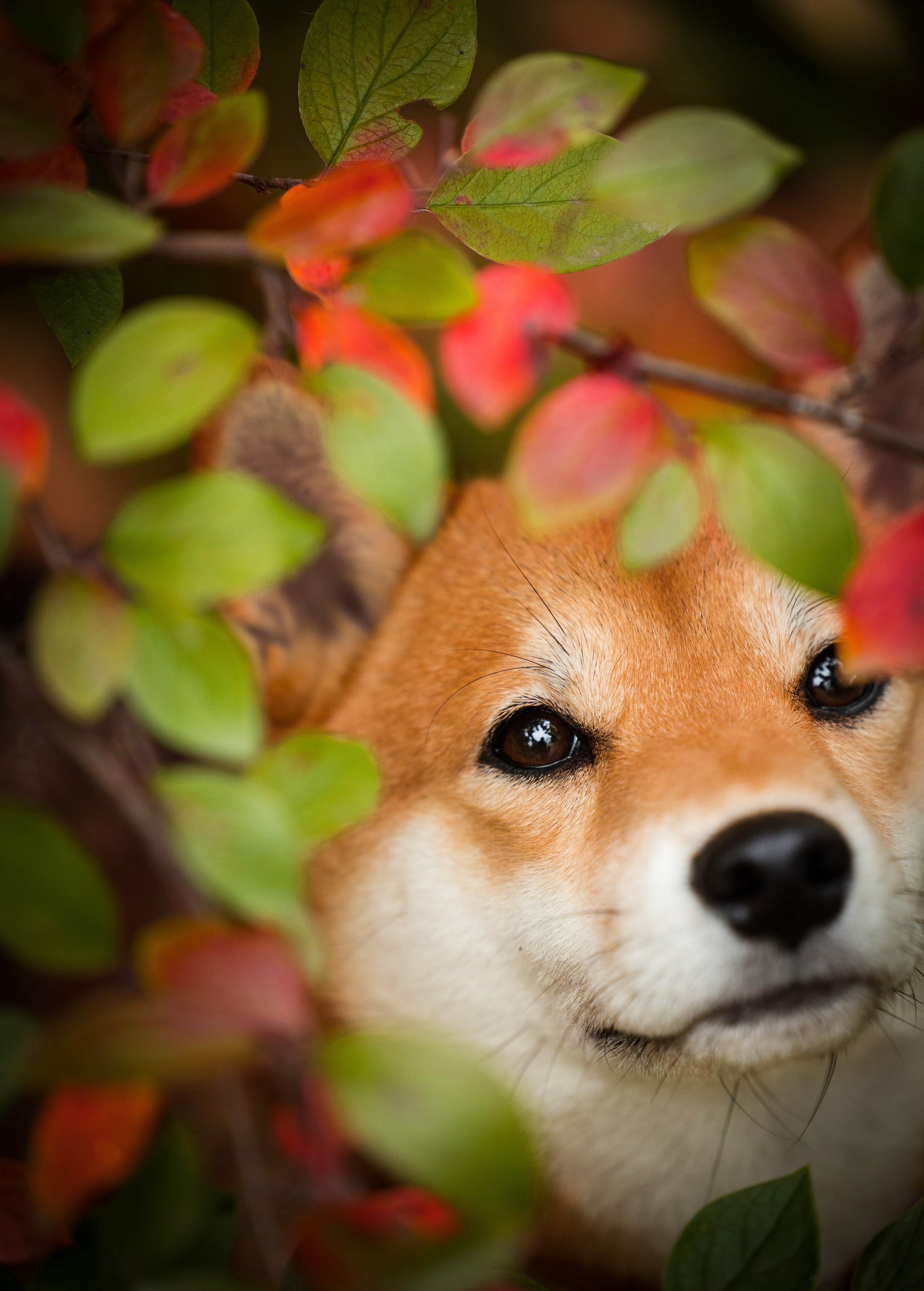 Портфолио. Фотограф-анималист в Екатеринбурге Марина Шишкина